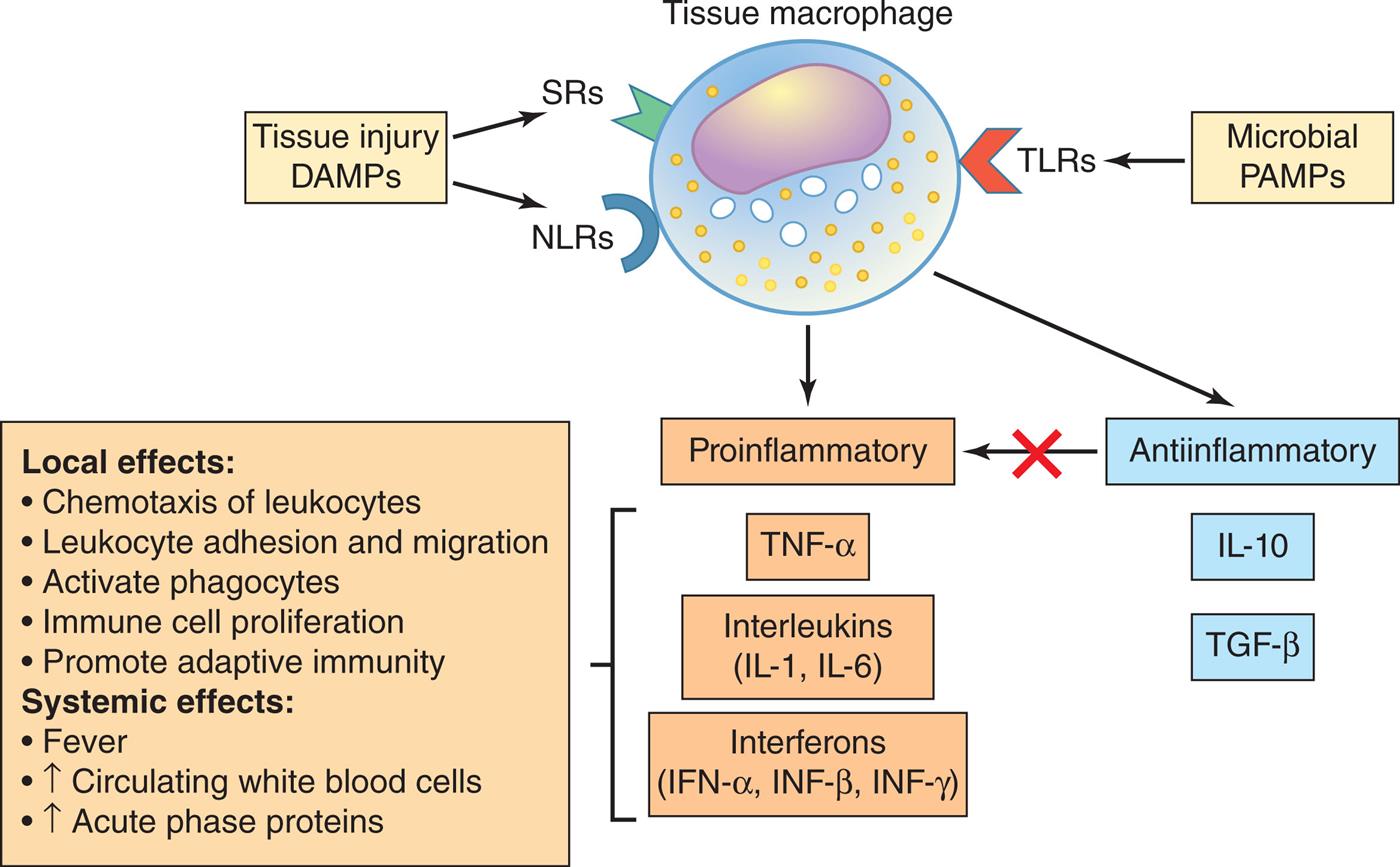 An illustrated flowchart summarizes the tissue macrophage-derived cytokines. Tissue macrophage is a result of S Rs and N L Rs from tissues injury D A M Ps and T L Rs from microbial P A M Ps, and it causes: • Proinflammatory: T N F-alpha, interleukins (I L-1, I L-6), interferons (I F N-alpha, I N F-beta, I N F-gamma). • Anti-inflammatory: Interleukins (I L-10), Interferons (T G F-beta). Local effects from proinflammation: • Chemotaxis of leukocytes. • Leukocyte adhesion and migration. • Activate phagocytes. • Immune cell proliferation. • Promote adaptive immunity. Systemic effects from proinflammation: • Fever. • Increase in circulating white blood cells. • Increase in acute phase proteins.