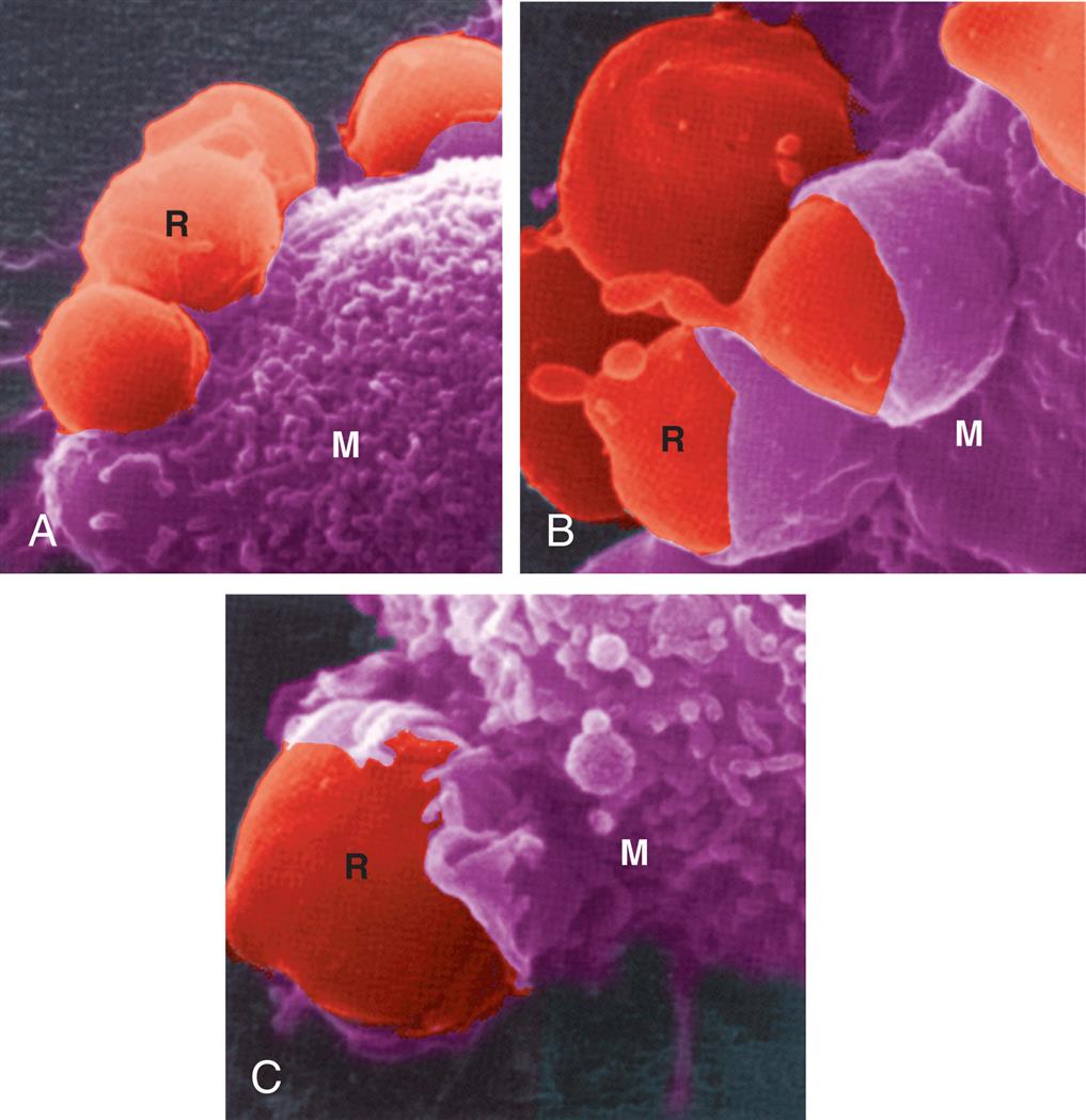 Three electron micrographs, A, B, and C, illustrate phagocytosis. Top left panel, A. R attaches to M. Top right panel, B. M partially engulfs R. Bottom panel, C. M almost completely engulfs R.