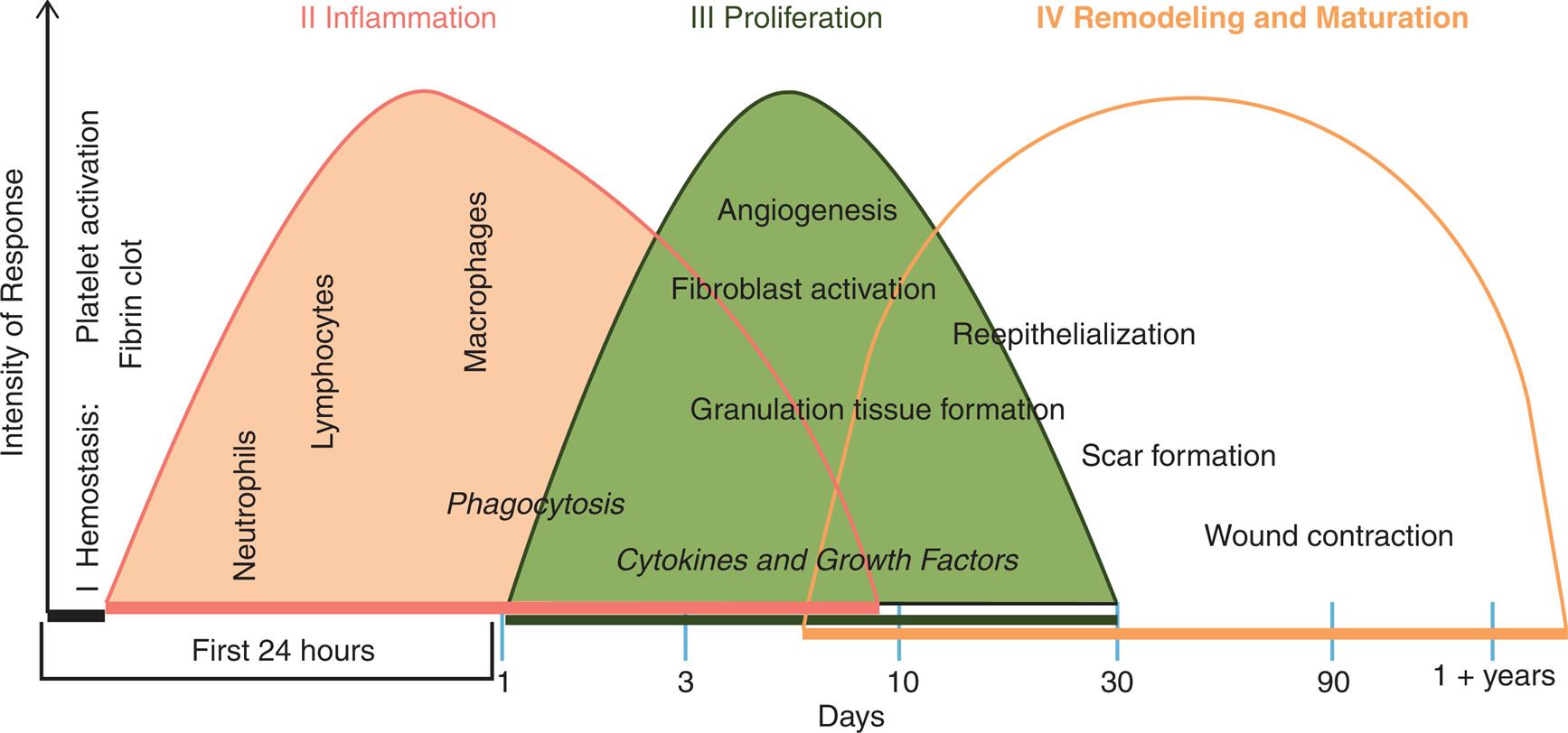 A graph plotting intensity of response over time period shows three curves representing the three phases of wound healing. The horizontal axis represents days: 1, 3, 10, 30, 90, and 1 plus years. There are four phases of wound healing. Phase 1, hemostasis. Occurs immediately and includes platelet activation and fibrin clot. Phase 2, inflammation or phagocytosis. The curve is very gently skewed to the left and spans about 9 days. It peaks through neutrophils, lymphocytes, and macrophages. Phase 3, proliferation or cytokines and growth factors. The curve is normal and spans between 1 day and 30 days. It involves angiogenesis, fibroblast activation, and granulation tissue formation. Phase 4, remodeling and maturation. The curve is wide with a broad peak and spans between 6 days and 1 plus years. It involves reepithelialization, scar formation, and wound contraction.