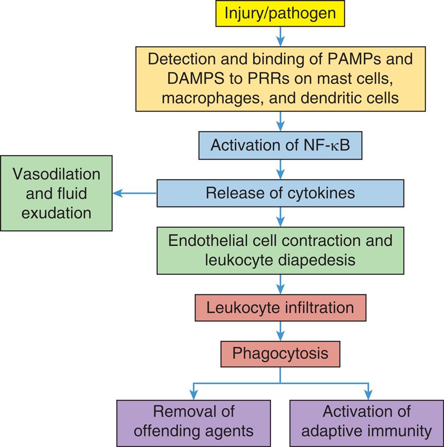 A flowchart provides an overview of the sequence of events in the acute inflammatory response. The sequence of events is as follows. 1. Injury or pathogen. 2. Detection and binding of P A M Ps and D A M Ps to P R Rs on mast cells, macrophages, and dendritic cells. 3. Activation of N F sub negative k B. 4. Release of cytokines; Vasodilation and fluid exudation. 5. Endothelial cell contraction and leukocyte diapedesis. 6. Leukocyte infiltration. 7. Phagocytosis: Removal of offending agents and activation of adaptive immunity.