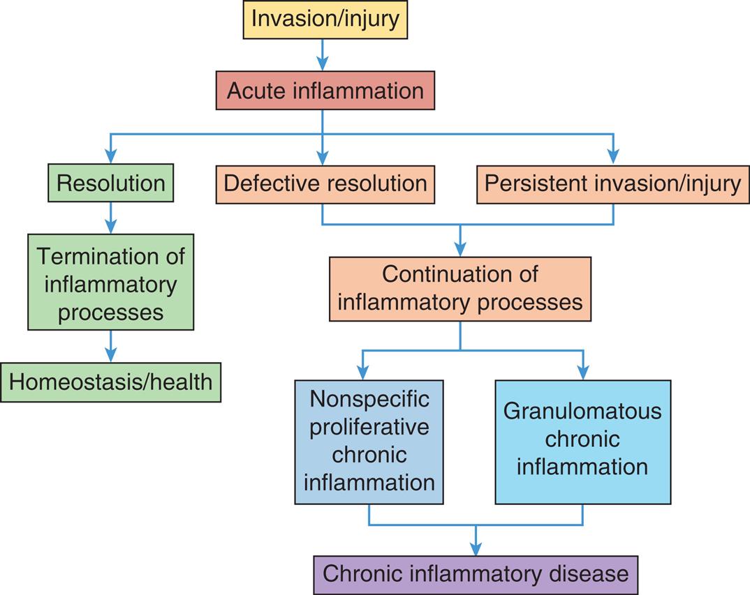 A flowchart represents the chronic inflammatory response. The data from the flowchart are as follows from top to bottom. • Invasion or injury leads to acute inflammation. • Acute inflammation leads to resolution, defective resolution, and persistent invasion or injury. • Resolution leads to termination of inflammatory processes, which, in turn, leads to homeostasis or health. • Defective resolution and persistent invasion or injury leads to continuation of inflammatory processes. • Continuation of inflammatory processes leads to nonspecific proliferative chronic inflammation and granulomatous chronic inflammation, which, in turn finally leads to chronic inflammatory disease.