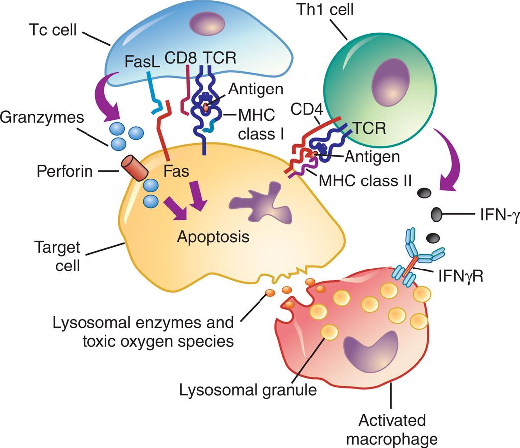 An illustration shows the mechanism of type 4, cell-mediated reactions. The illustration shows a T c cell, a T h 1 cell, a target cell, and an activated macrophage. T C R on the T h 1 cell is bound to the target cell through M H C class 2 and C D 4. I F N-gamma from the T h 1 cell are attracted to the I F N gamma R. T C R on the T c cell is bound to the target cell through Fas L, Fas, C D 8, and M H C class 1. Granzymes from the T c cell are attracted to the perforin on the target cell. The target cell undergoes apoptosis, releasing lysosomal enzymes and toxic oxygen species. Lysosomal granules activate the macrophage.