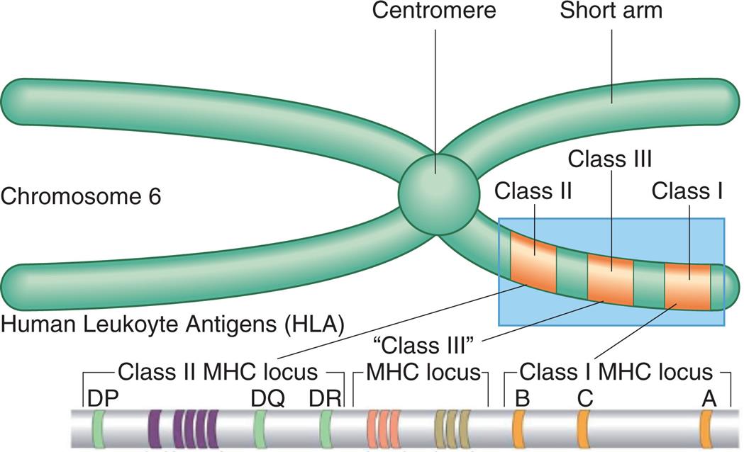 An illustration of chromosome 6 is labeled with the centromere and the short arms. The following protein classes are labeled on the short arm, from the outside toward the centromere: class 1, class 3, and class 2. The classification of the human leukocyte antigens (H L A) are as follows: • Class 1 M H C locus. From the right to the left: A, C, B. • Class 3 M H C locus. • Class 2 M H C locus. From the right to the left: D R, D Q, and D P.