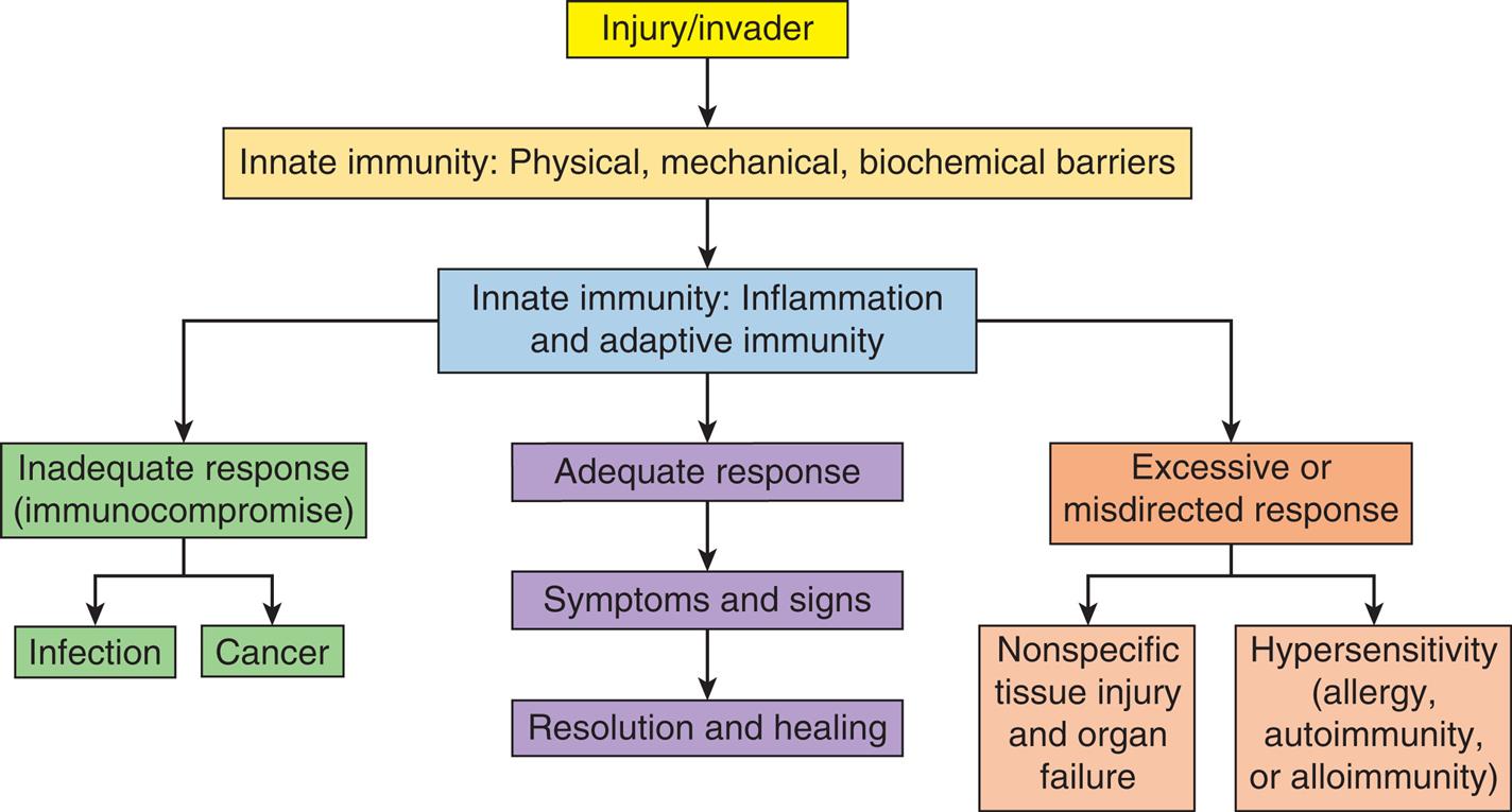 A flowchart provides an overview of immune responses. The data from the flowchart are as follows. 1. Injury or invader. Leads to 2. 2. Innate immunity: physical, mechanical, biochemical barriers. Leads to 3. 3. Innate immunity: inflammation and adaptive immunity. There are three responses at level 3: • Inadequate response (immunocompromise): Infection; cancer. • Adequate response: Symptoms and signs; resolution and healing. • Excessive or misdirected response: nonspecific tissue injury and organ failure; hypersensitivity (allergy, autoimmunity, or alloimmunity).