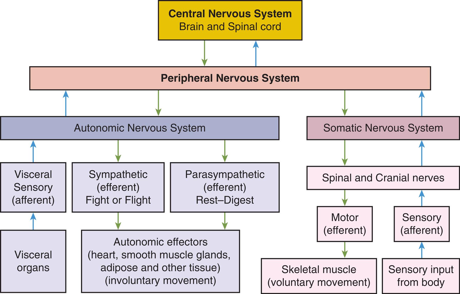 A flowchart summarizes the organization of the nervous system through afferent and efferent pathways. The afferent (ascending) pathways in the organization are as follows. • Central nervous system (brain and spinal cord) and peripheral nervous system. • Peripheral nervous system and autonomic nervous system. • Autonomic nervous system and visceral sensory (afferent). • Visceral sensory (afferent) and visceral organs. • Peripheral nervous system and somatic nervous system. • Somatic nervous system and spinal and cranial nerves. • Sensory (afferent) and spinal and cranial nerves. • Sensory input from body and sensory (afferent). The efferent (descending) pathways in the organization are as follows. • Central nervous system (brain and spinal cord) and peripheral nervous system. • Peripheral nervous system and autonomic nervous system. • Autonomic nervous system and sympathetic (efferent) fight tot flight. • Sympathetic (efferent) fight or flight and autonomic effectors (heart, smooth muscle glands, adipose and other tissue) (involuntary movement). • Parasympathetic (efferent) rest-digest and autonomic effectors (heart, smooth muscle glands, adipose and other tissue) (involuntary movement). • Peripheral nervous system and somatic nervous system. • Somatic nervous system and spinal and cranial nerves. • Spinal and cranial nerves and motor (efferent). • Motor (efferent) and skeletal muscle (voluntary movement).