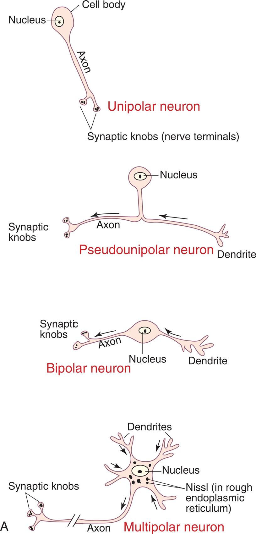 A series of illustrations show neuron structures. Illustration A. There are four types of neurons. • Unipolar neuron. The illustration shows a nucleus inside a cell body with an axon and two synaptic knobs (nerve terminals). • Pseudounipolar neuron. The illustration shows a nucleus inside a cell body with a branch that splits into a dendrite on the right and an axon with synaptic knobs on the left. • Bipolar neuron. The illustration shows a nucleus inside a cell body with a branch on either side; dendrite on the right and axon with synaptic knobs on the left. • Multipolar neuron. The illustration shows a nucleus inside a cell body. The nucleus is surrounded by Nissl (in rough endoplasmic reticulum). The cell body has multiple branches of dendrites and one axon with synaptic knobs. Illustration B shows the structure of a typical multipolar neuron. The cell body has multiple dendrites and a nucleus at the center. Other structures inside the cell body (soma) are Golgi apparatus, endoplasmic reticulum and ribosomes (Nissl substances), and mitochondrion. An axon hillock extends into the axon with Schwann cell inside a myelin sheath. The axon branches into an axon collateral and a node of Ranvier that terminates with synaptic knobs on telodendrion.