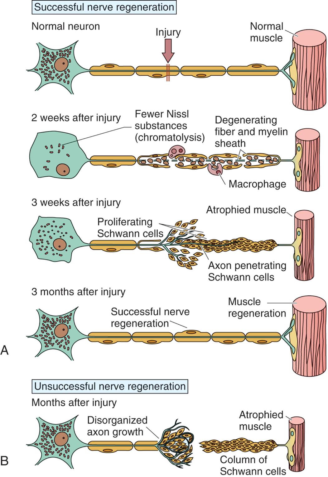 Which Of The Following Is Required For Nerve Fiber Regeneration 15: Structure and Function of the Neurologic System