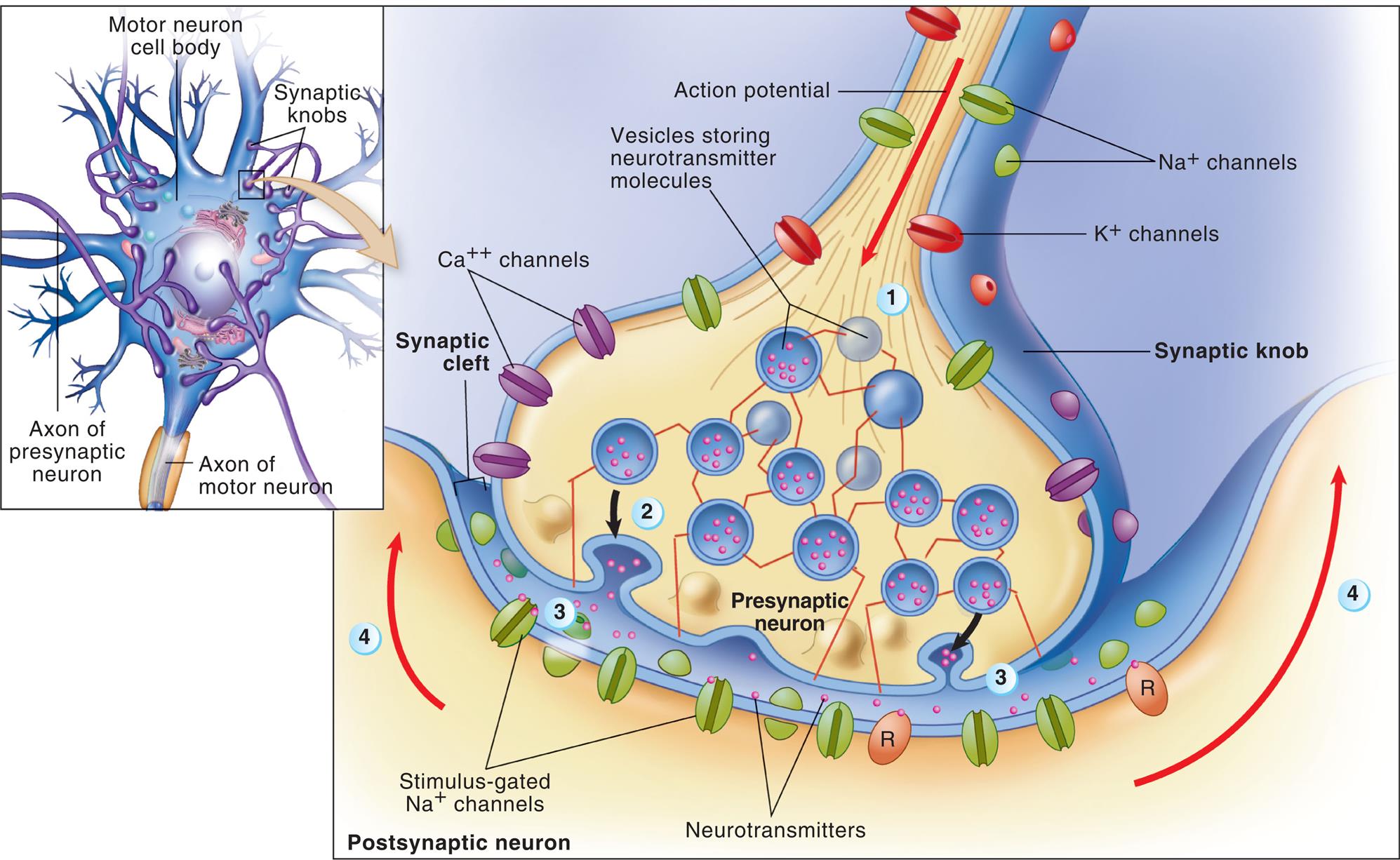An illustration shows neuronal transmission and synaptic cleft. The structure of a motor neuron cell body with axon of presynaptic neuron, synaptic knobs, and axon of motor neuron. An accompanying illustration shows and labels the structures in the postsynaptic neuron. The structure identifies the action potential feeding into a synaptic knob. There are sodium ion channels, potassium ion channels, and calcium ion channels on the knob. A matrix of vesicles storing neurotransmitter molecules are identified at the base of the synaptic knob. Neurotransmitters are released into the synaptic cleft that are attracted to the stimulus-gated sodium ion channels.