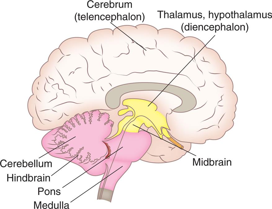 An illustration shows the right lateral view of the brain and identifies the following structures, from the forebrain to the hindbrain: cerebrum (telencephalon), thalamus, hypothalamus (diencephalon), midbrain, cerebellum, hindbrain, pons, and medulla.