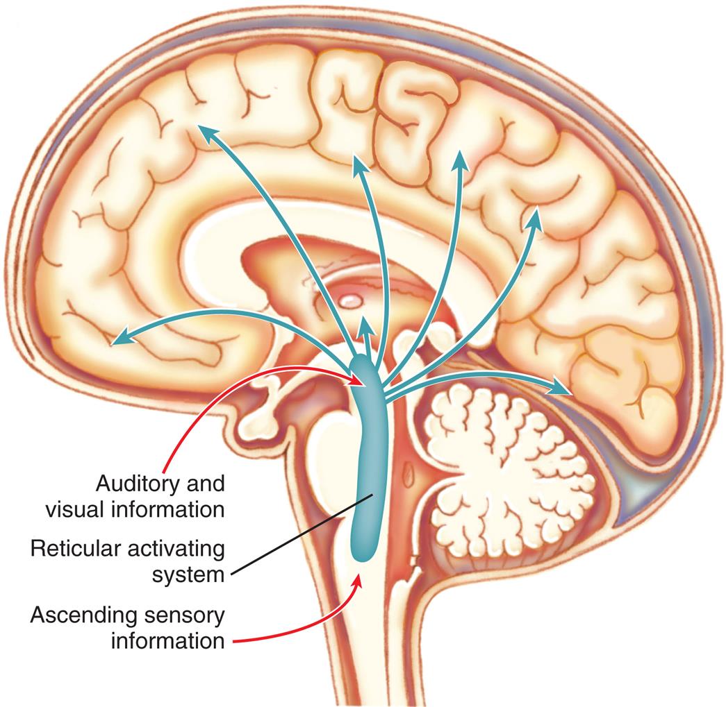 An illustration shows the left lateral view of the human brain and traces the paths through reticular activating system. Auditory and visual information and ascending sensory information pass through the reticular activating system and spread inside the brain.