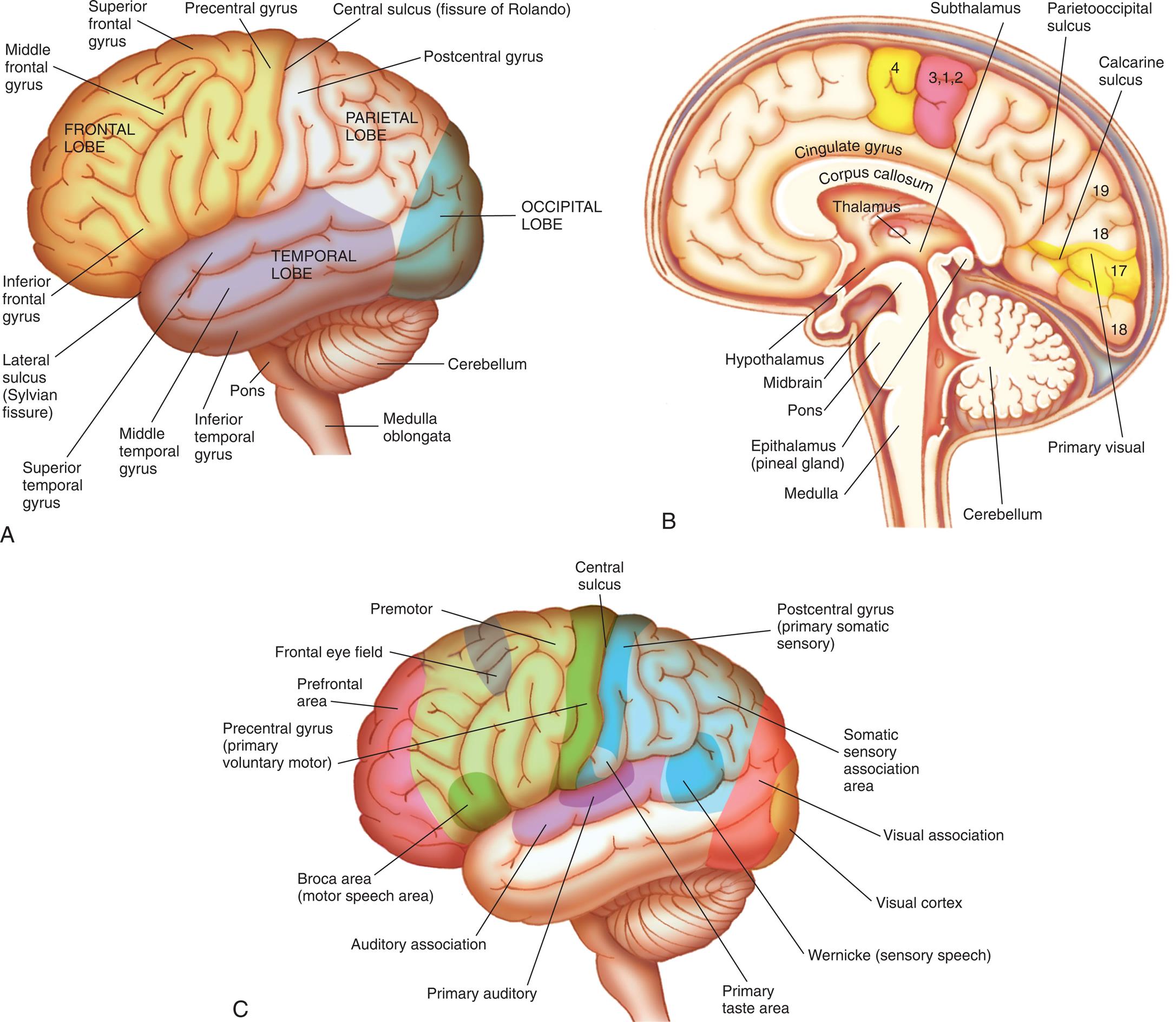 Three illustrations of the left lateral and midsagittal views of the human brain label the cerebral hemispheres. Illustration A. The following structures are identified in the frontal lobe: inferior frontal gyrus, middle frontal gyrus, superior frontal gyrus, and precentral gyrus. The central sulcus (fissure of Ronaldo) separates the frontal lobe from the parietal lobe. The postcentral gyrus in the parietal lobe is identified. The lateral sulcus (Sylvian fissure) separates the frontal lobe from the temporal lobe. The following structures are identified in the temporal lobe: inferior temporal gyrus, middle temporal gyrus, and superior temporal gyrus. The occipital lobe is identified at the back of the brain. The cerebellum is labeled at the base of the brain, followed by the pons and the medulla oblongata. Illustration B. The following structures are labeled from above the midbrain to the hindbrain: thalamus, hypothalamus, subthalamus, corpus callosum, cingulate gyrus, parietooccipital sulcus, calcarine sulcus, and primary visual. The following structures are identified below the thalamus: epithalamus (pineal gland), midbrain, pons, cerebellum, and medulla. Illustration C. The following structures of the brain are labeled, clockwise from the frontal lobe: bronco area (motor speech area), prefrontal area, frontal eye field, premotor, precentral gyrus (primary voluntary motor), central sulcus, postcentral gyrus (primary somatic sensory), somatic sensory association area, visual association, visual cortex, Wernicke (sensory speech), primary taste area, primary auditory, auditory association, and Broca area (motor speech area).