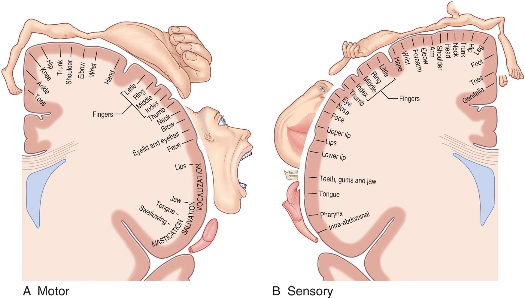Illustration A shows the representations in the main motor area, clockwise from the top: toes, ankle, knee, hip, trunk, shoulder, elbow, wrist, hand, fingers (little, ring, middle, index, thumb), neck, brow, eyelid and eyeball, face, lips (vocalization), jaw (salivation), tongue, and swallowing (mastication). Illustration B shows the representation in the somaesthetic cortex, counterclockwise from the top: genitalia, toes, foot, leg, hip, trunk, neck, head, shoulder, arm, elbow, forearm, hand, fingers (little, ring, middle, index, thumb), eye, nose, face, upper lip, lips, lower lip, teeth, gums, and jaw, tongue, pharynx, and intra-abdominal.