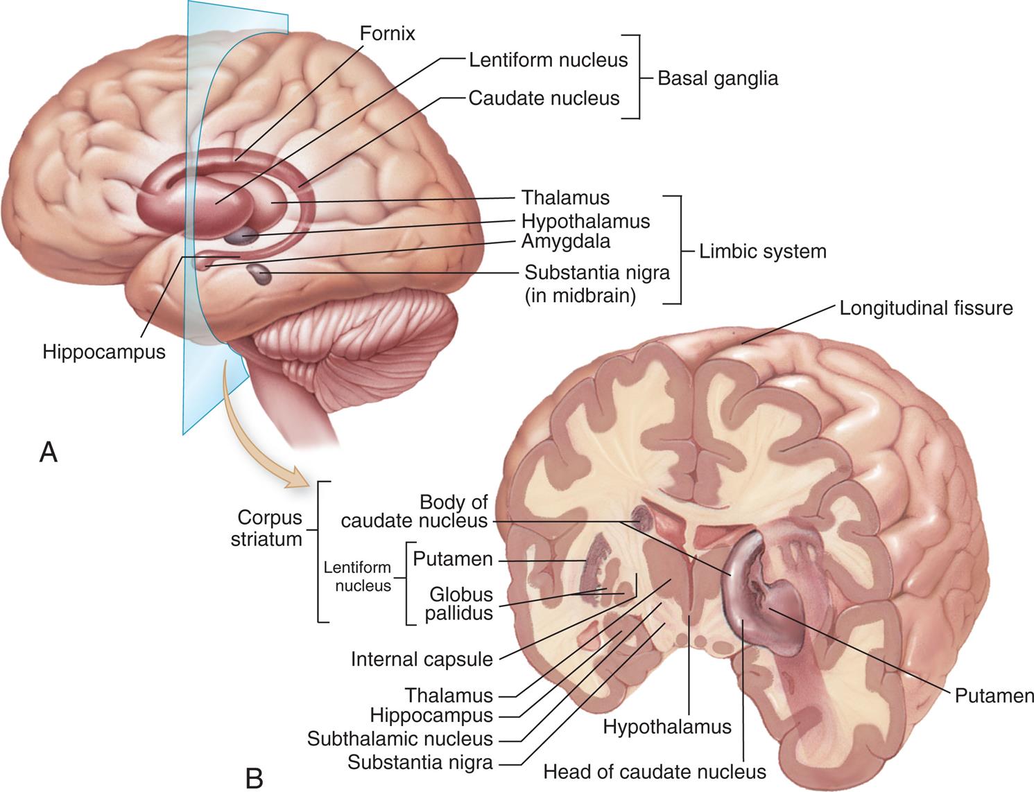 Illustration A shows the left cerebral hemisphere and labels the following structures: hippocampus, fornix, basal ganglia (lentiform nucleus, caudate nucleus), limbic system (thalamus, hypothalamus, amygdala, and substantia nigra in midbrain). Illustration B shows a cross-sectional view of the coronal section of the brain shows and labels the following structures: longitudinal fissure, putamen, head of caudate nucleus, hypothalamus, substantia nigra, subthalamic nucleus, hippocampus, thalamus, internal capsule, and corpus striatum. Corpus striatum is made of body of caudate nucleus and lentiform nucleus. The lentiform nucleus is made of putamen and globus pallidus.