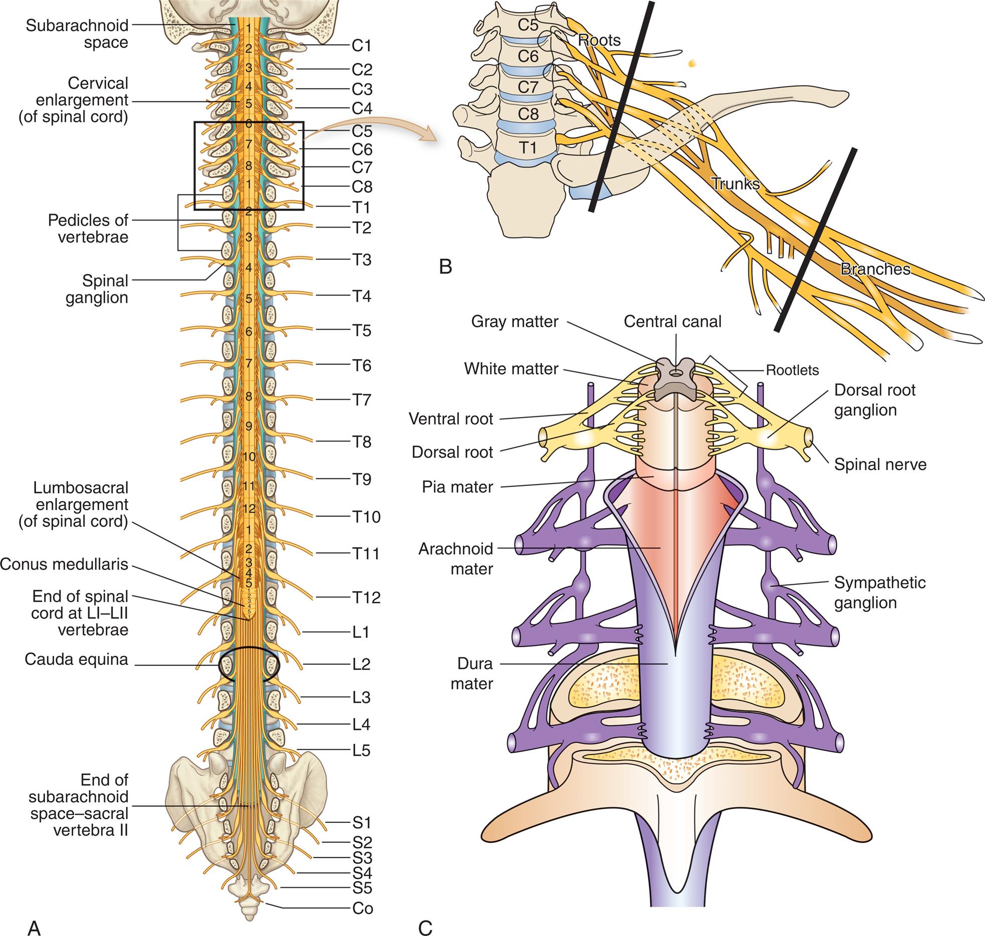Illustration A shows the spinal cord and labels its different sections. From the top, the sections are as follows: subarachnoid space, cervical enlargement (of spinal cord), pedicles of vertebrae, spinal ganglion, lumbosacral enlargement (of spinal cord), conus medullaris, end of spinal cord at L 1 and L 2 vertebrae, cauda equina, and end of subarachnoid space-sacral vertebra 2. The vertebrae are labeled from the top as follows: C 1 to C 8, T 1 to T 12, L 1 to L 5, S 1 to S 5, and C o. Illustration B shows a section of spinal cord, C 5 to T 1. The spinal nerves connected to the spinal cord comprise branches, trunks, and roots. Illustration C shows the coverings of the spinal cord. From the inside to the outside, the structures are as follows: central canal, gray matter, white matter, rootlets, ventral root, dorsal root, dorsal root ganglion, spinal nerve, pia mater, arachnoid mater, dura mater, and sympathetic ganglion.