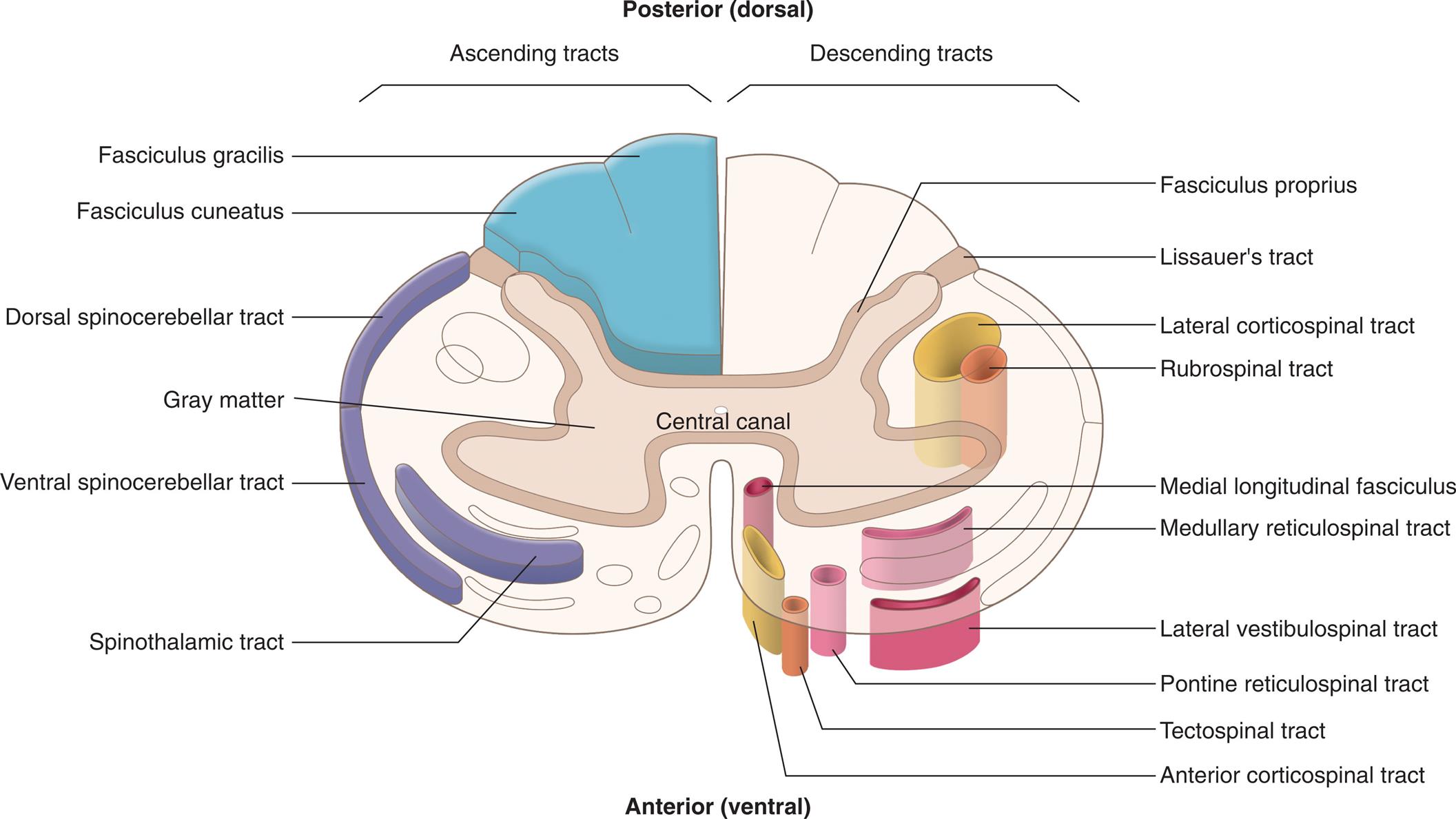 An illustration of the central canal with the posterior (dorsal) side at the top and the anterior (ventral) side at the bottom identifies the ascending descending tracts in the spinal cord. The ascending tracts, from the top to the bottom, are as follows: fasciculus gracilis, fasciculus cuneatus, dorsal spinocerebellar tract, gray matter, ventral spinocerebellar tract, and spinothalamic tract. The descending tracts, from the top to the bottom, are as follows: fasciculus proprius, Lissauer’s tract, lateral corticospinal tract, rubrospinal tract, medial longitudinal fasciculus, medullary reticulospinal tract, lateral vestibulospinal tract, pontine reticulospinal tract, tectospinal tract, and anterior corticospinal tract.
