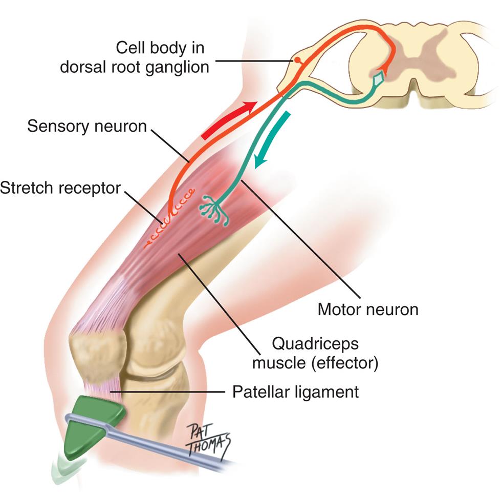 An illustration shows the cross-section of the spinal cord. The following structures are labeled along structure: cell body in dorsal root ganglion, sensory neuron, stretch receptor, motor neuron, quadriceps muscle (effector), and patellar ligament.