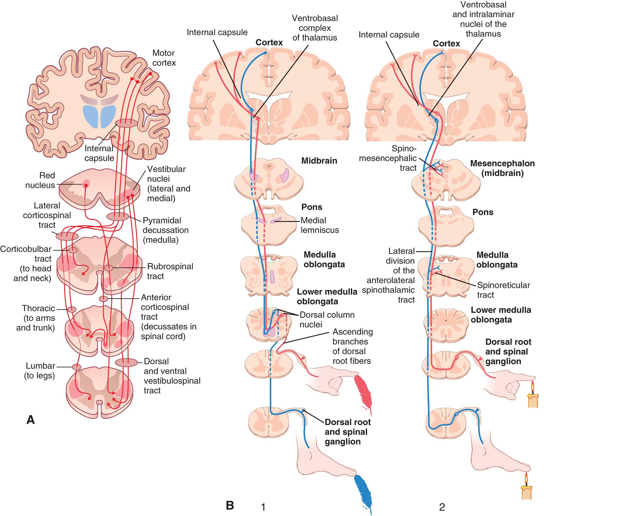 Illustration A traces the somatic motor pathways from the motor cortex. Three pathways traced on the illustration are as follows • Motor cortex through internal capsule, vestibular nuclei (lateral and medial), pyramidal decussation (medulla), lateral corticospinal tract, corticobulbar tract (to head and neck), and thoracic (to arms and trunk), to lumbar (to legs). • Vestibular nuclei (lateral and medial) through rubrospinal tract and anterior corticospinal tract (decussates in spinal cord), to dorsal and ventral vestibulospinal tract. • Red nucleus through rubrospinal tract and anterior corticospinal tract (decussates in spinal cord), to dorsal and ventral vestibulospinal tract. Illustration B traces two sensory pathways from the cortex. 1. The tip of the index finger touches a feather, activating the ascending branches of dorsal root fibers. The tip of the big toe touches a feather, activating the dorsal root and spinal ganglion. The pathways are then traced through the following structures: ascending branches of dorsal root fibers, dorsal column nuclei in lower medulla oblongata, medulla oblongata, pons (medial lemniscus), midbrain, spino-mesencephalic tract in mesencephalon (midbrain), and internal capsule (pathway from foot) or ventrobasal complex of thalamus (pathway from hand). 2. The tip of the index finger and the big toe touch a candle flame each, activating the dorsal root and spinal ganglion. The pathways are then traced through the following structures: dorsal root and spinal ganglion, lower medulla oblongata, spinoreticular tract, medulla oblongata, lateral division of the anterolateral spinothalamic tract, pons, and internal capsule (pathway from hand) or ventrobasal and intralaminar nuclei of the thalamus (pathway from foot).