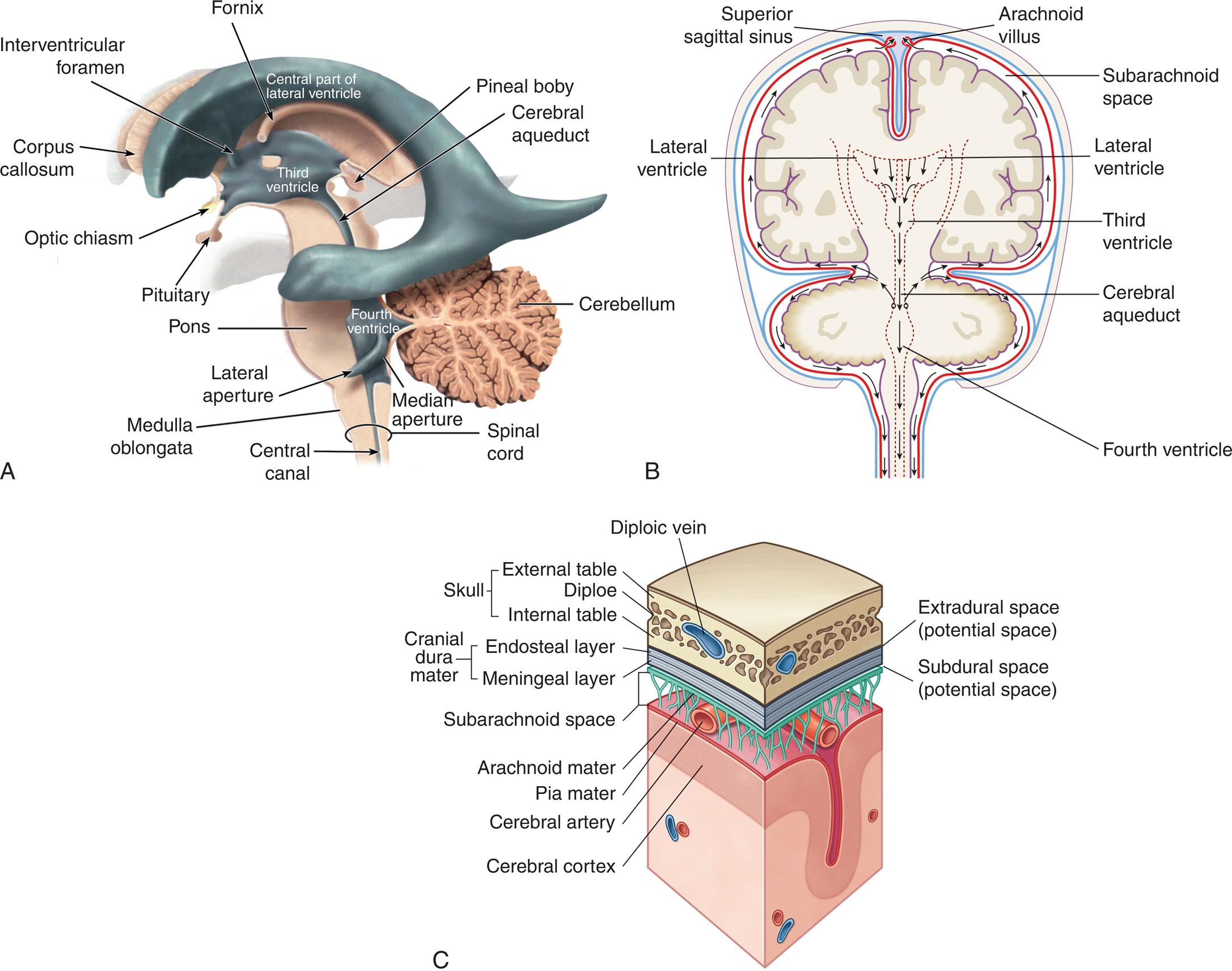 Three illustrations, A, B, and C, show the flow of cerebrospinal fluid and meninges of the brain. Illustration A identifies the following structures with reference to the different ventricles. • Central part of lateral ventricle. Corpus callosum, interventricular foramen, and fornix. • Third ventricle. Pituitary, optic chiasm, pineal boby, cerebral aqueduct. • Fourth ventricle. Pons, lateral aperture, medulla oblongata, cerebellum, median aperture, central canal, and spinal cord. Illustration B identifies the following structures on the posterior view of the brain, clockwise from the top: arachnoid villus, subarachnoid space, lateral ventricle, cerebral aqueduct, fourth ventricle, lateral ventricle, and superior sagittal sinus. Illustration shows a cross-sectional view of meninges of the brain. The following structures on the labeled on the illustration, from the top to the bottom: skull (external table, dipole, and internal table), diploic vein, extradural space (potential space), cranial dura mater (endosteal layer and meningeal layer, subdural space (potential space), subarachnoid space, arachnoid mater, cerebral artery, pia mater, and cerebral cortex.