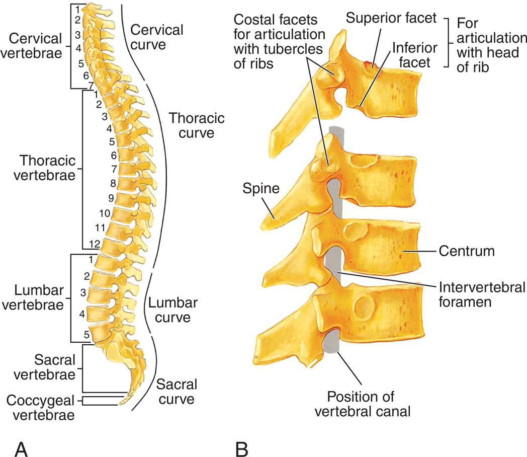 Illustration A is the right lateral view of the spinal cord, identifying the curves by location of the vertebrae. Cervical vertebrae (C 1 to C 7), cervical curve. Thoracic vertebrae (T 1 to T 12), thoracic curve. Lumbar vertebrae (L 1 to L 5), lumbar curve. Sacral vertebrae and coccygeal vertebrae, sacral curve. Illustration B shows a lateral view of the spine, identifying the following structures from the inside: position of vertebral canal, intervertebral foramen, centrum, and spine. An accompanying illustration shows the costal facets for articulation with tubercles of ribs and for articulation with head of rib (superior facet and inferior facet for articulation with head of rib).