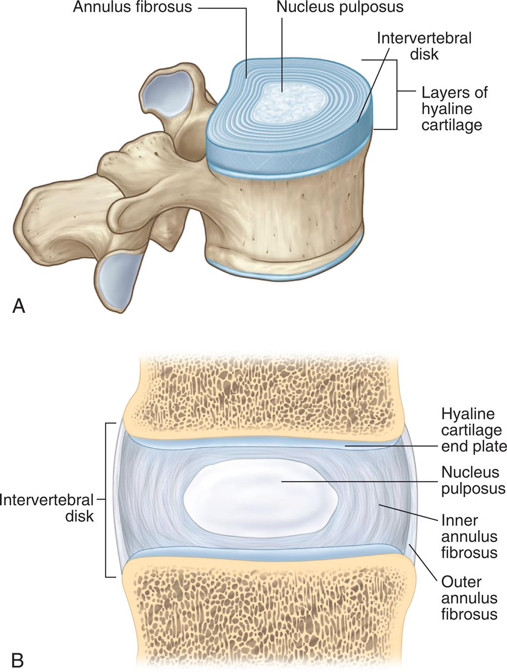 15: Structure and Function of the Neurologic System