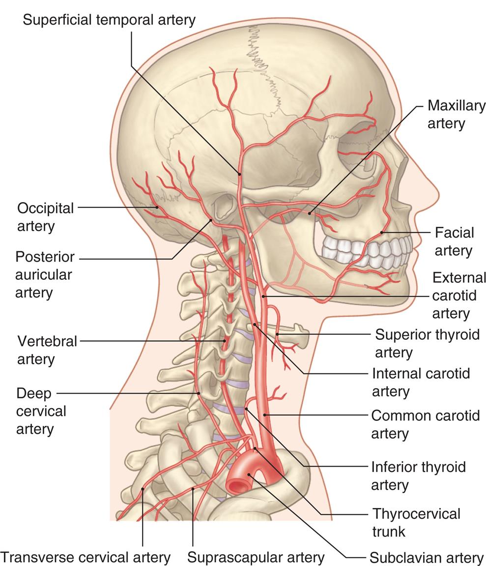 An illustration shows the right lateral view of the human skull and neck, highlighting the major arteries within the structure. The following arteries are identified from the top to the bottom along the anterior side: maxillary artery, facial artery, external carotid artery, superior thyroid artery, internal carotid artery, common carotid artery, inferior thyroid artery, thyrocervical trunk, and subclavian artery. The following arteries are identified from the top to the bottom along the posterior side: superficial temporal artery, occipital artery, posterior auricular artery, vertebral artery, deep cervical artery, transverse cervical artery, and suprascapular artery.