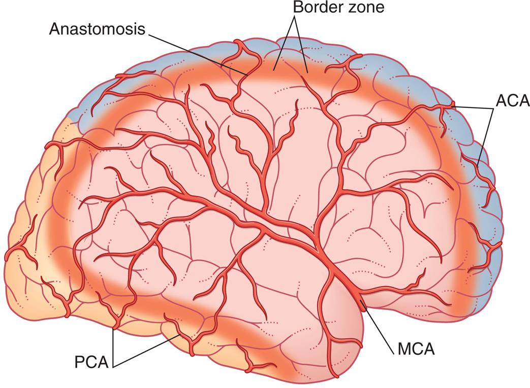 A lateral view of the brain highlights the following areas of the brain: • Anterior: A C A. • Middle: Border zone, anastomosis, and M C A. • Posterior: P C A.