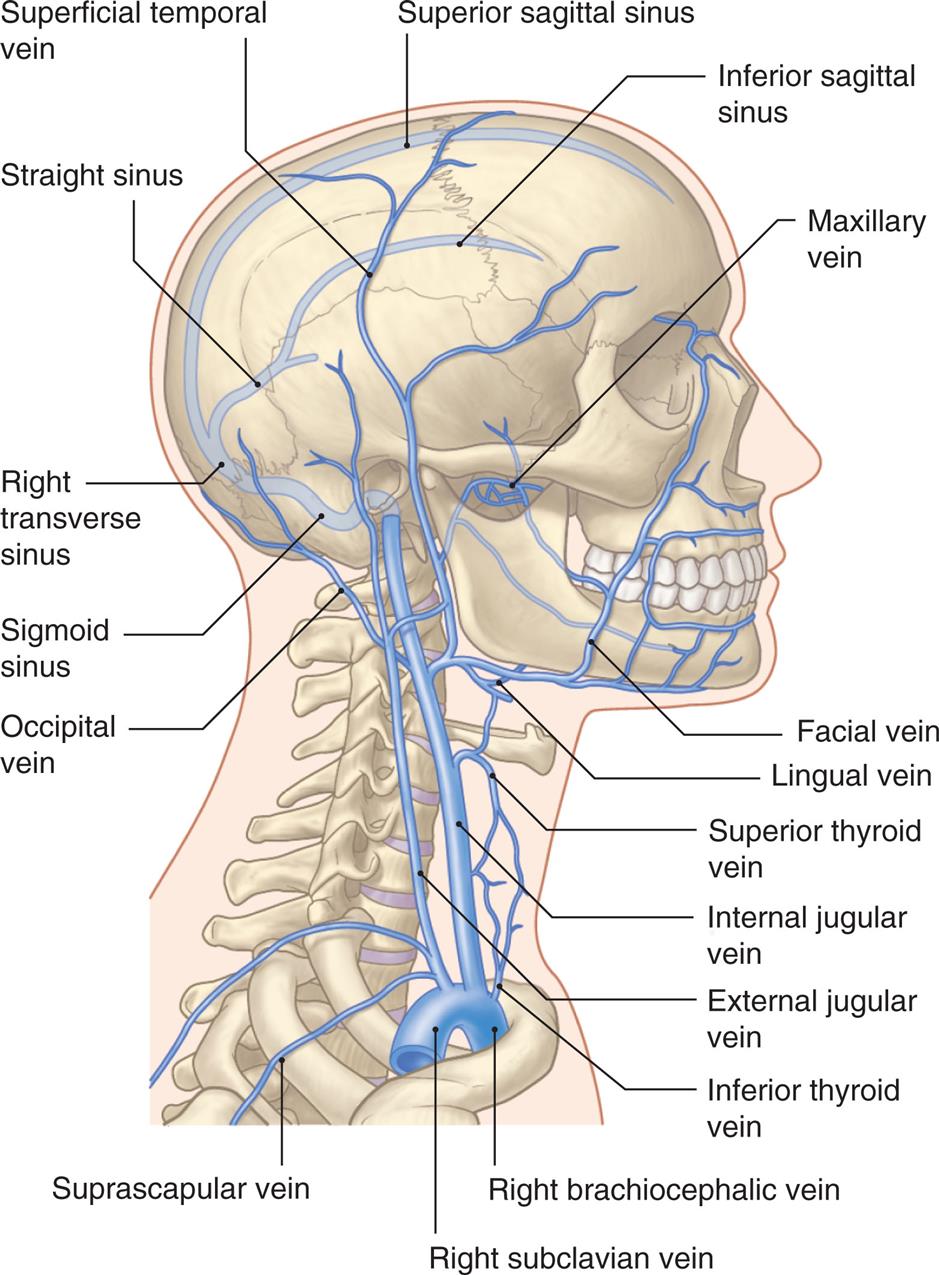 An illustration shows the right lateral view of the human skull and neck, highlighting the major veins within the structure. The following veins are identified from the top to the bottom along the anterior side: maxillary vein, facial vein, lingual vein, superior thyroid vein, internal jugular vein, external jugular vein, inferior thyroid vein, right brachiocephalic vein, and right subclavian vein. The following veins are identified from the top to the bottom along the posterior side: superior sagittal sinus, superficial temporal vein, straight sinus, right transverse sinus, sigmoid sinus, occipital vein, and suprascapular vein.