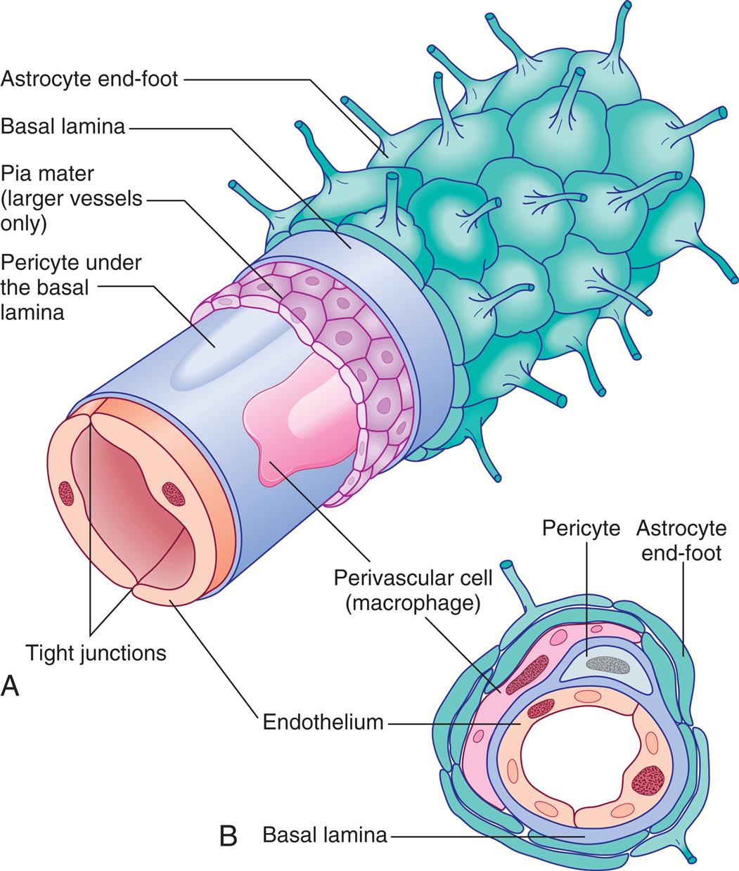Illustration A is a lateral view of a brain capillary. The following structures are labeled, from the inside: tight junctions, endothelium, pericyte under the basal lamina, perivascular cell (macrophage), pia mater (larger vessels only), basal lamina, and astrocyte end-foot. Illustration B is a cross-sectional view of a brain capillary. The following structures are labeled, from the inside: endothelium, basal lamina, pericyte, perivascular cell (macrophage), and astrocyte end-foot.