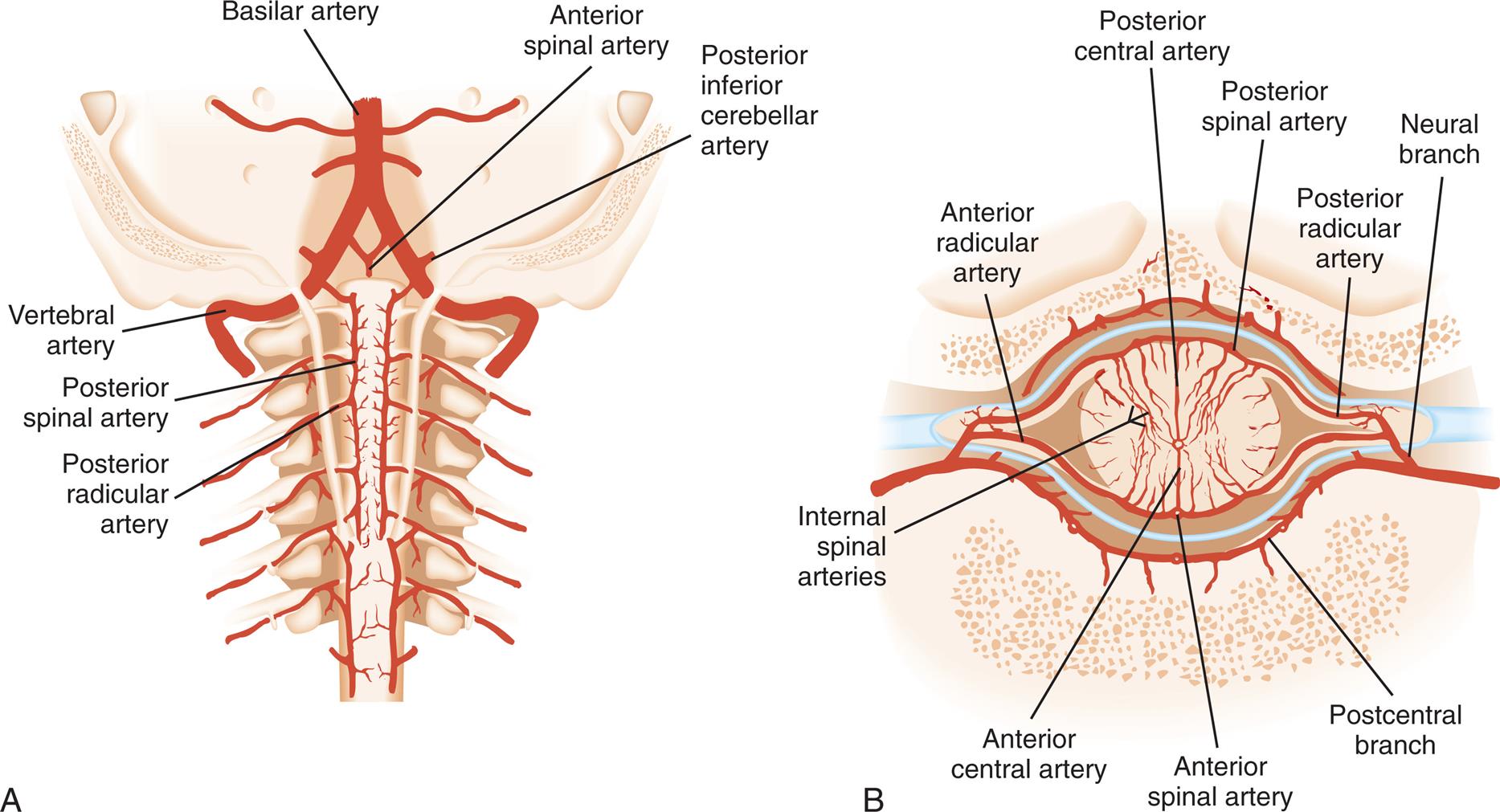 Illustration A is a posterior view of the cervical cord, identifying the following arteries from the top to the bottom: basilar artery, anterior spinal artery, posterior inferior cerebellar artery, vertebral artery, posterior spinal artery, and posterior radicular artery. Illustration B is a cross-section view of the cervical cord, identifying the following arteries from the inside: anterior central artery, internal spinal arteries, posterior central artery, anterior spinal artery, posterior spinal artery, anterior radicular artery, posterior radicular artery, postcentral branch, and neural branch.
