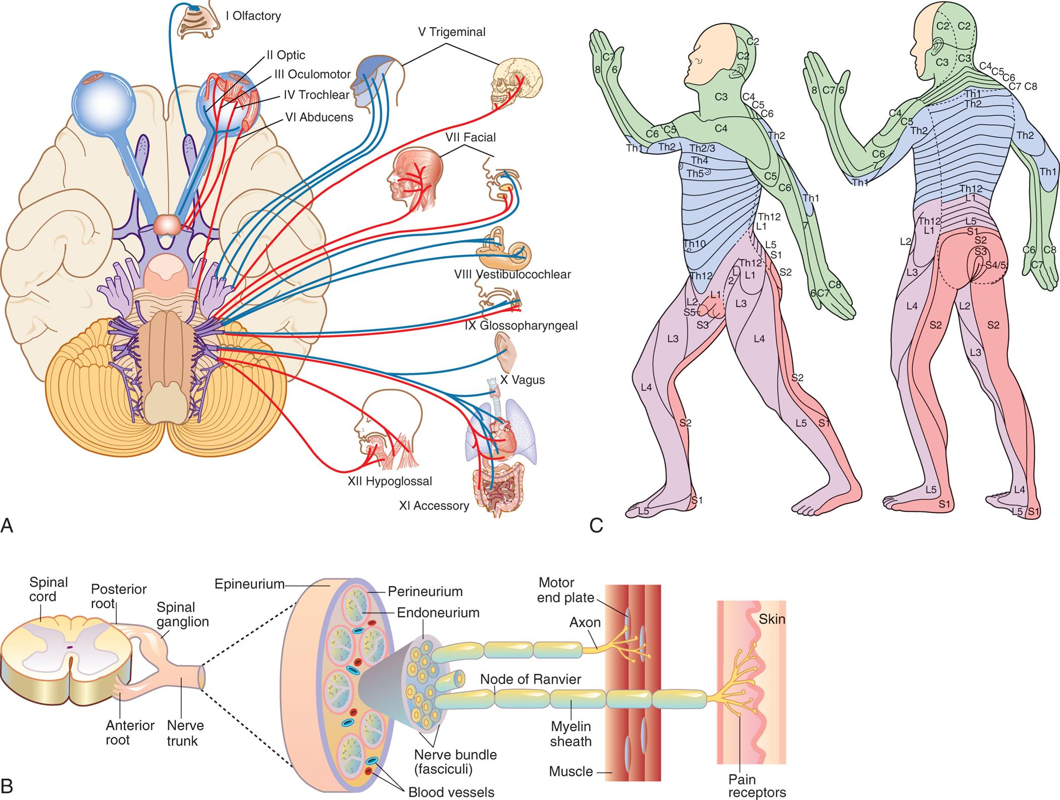 Illustration A shows the ventral surface of the brain, identifying the motor and sensory functions linked to the cranial nerves. The motor functions are: 3 oculomotor, 4 trochlear, 6 abducens, 7 facial, 9 glossopharyngeal, and 12 hypoglossal. The sensory functions are: 1 olfactory, 2 optic, 5 trigeminal, 8 vestibulocochlear, 10 vagus, and 11 accessory. Here, facial 7, trigeminal 5, glossopharyngeal 9, and vagus 10 nerves are both sensory and motor. Illustration B shows a cross-sectional view of the spinal cord with posterior root, anterior root, spinal ganglion, and nerve trunk. An accompanying illustration shows the lateral view of the nerve trunk, identifying the following structures from the outside: epineurium, perineurium, endoneurium, blood vessels, nerve bundle (fasciculi), node of Ranvier, myelin sheath, axon, muscle, motor end plate, pain receptors, skin. Illustration C shows the lateral and posterior view of a human figure and color-codes the different parts of the body by vertebrae connections. • C 1 to C 8: back of the head, neck, shoulders, front of the arms, and hands. • T h 1 to T h 12: back of the arms, chest, and upper back. • L 1 to L 5: front of the legs. • S 1 to S 5: back of the legs.