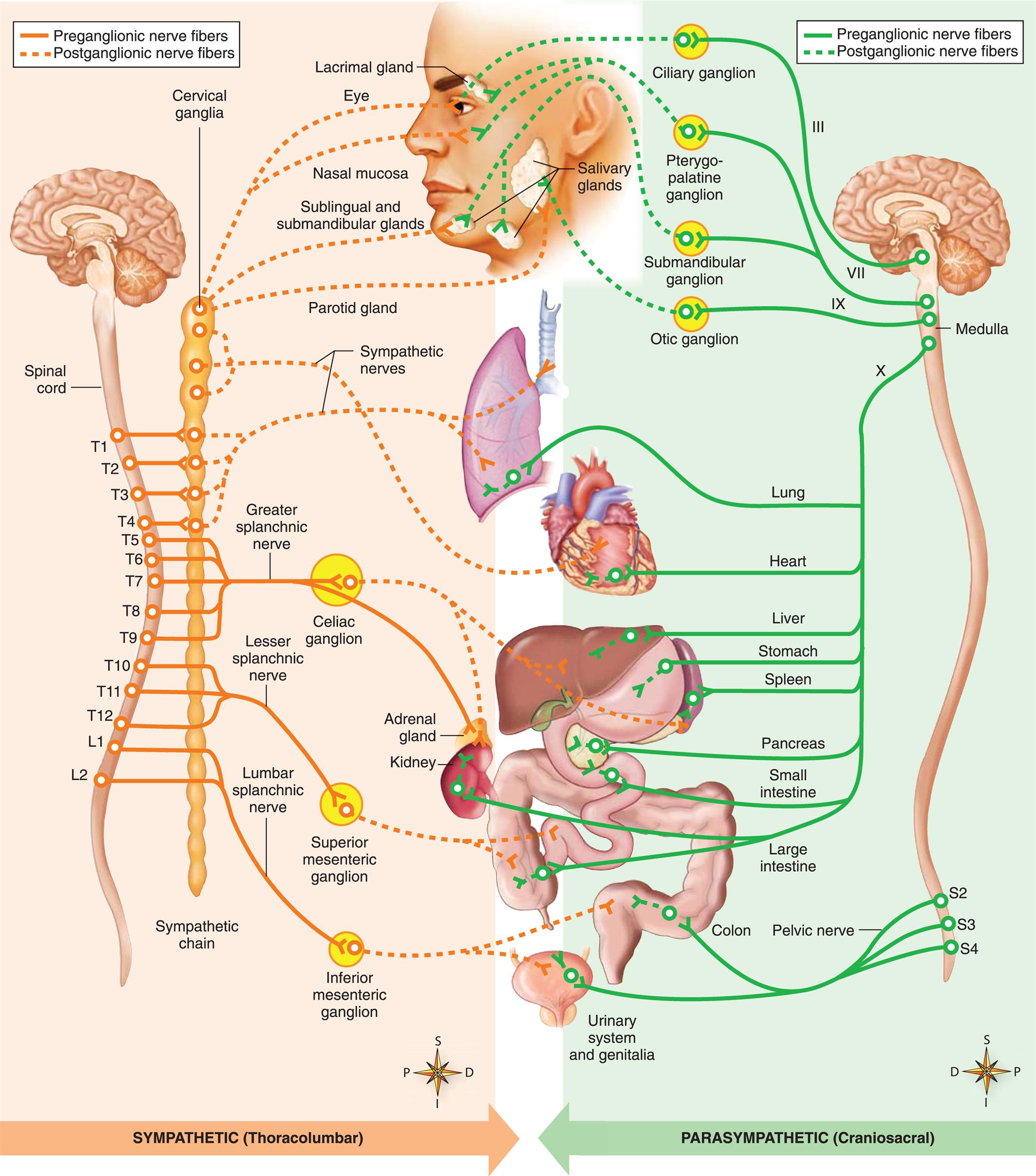 15: Structure and Function of the Neurologic System