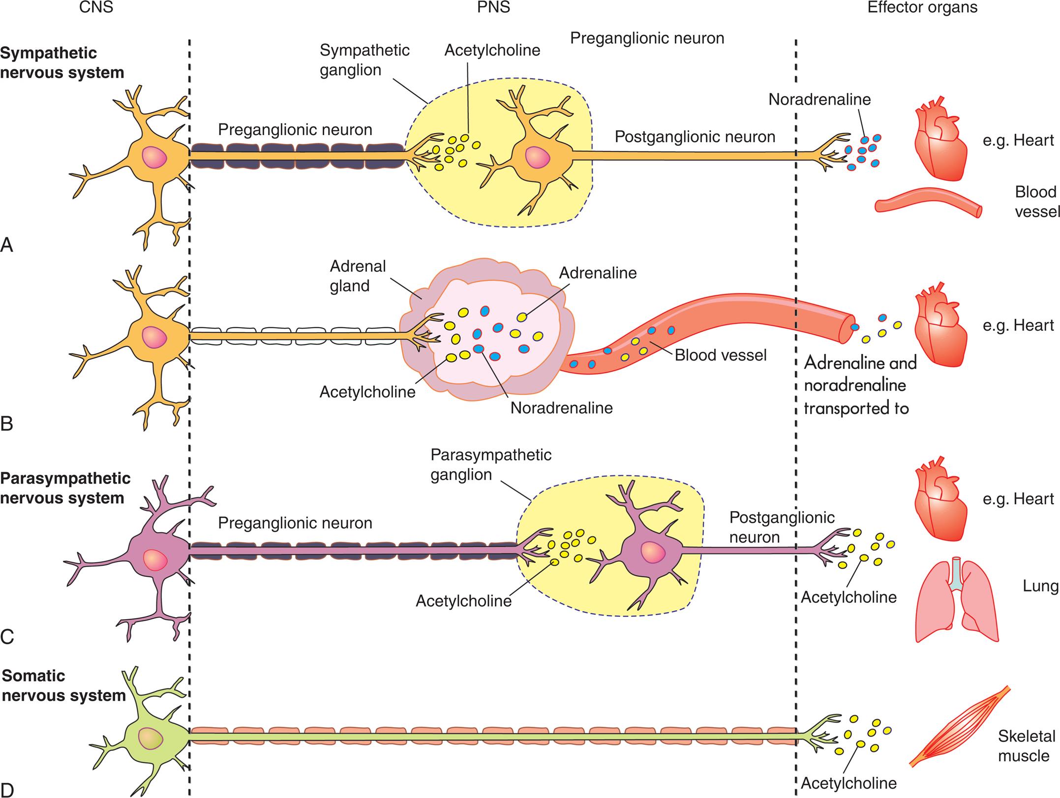 Four illustrations, A, B, C, and D, compare neurotransmitters and receptors between C N S, P N A, and the effector organs. Illustration A, sympathetic nervous system. The illustration shows a preganglionic neuron releasing acetylcholine in the sympathetic ganglion. The postganglionic neuron releases noradrenaline to heart or blood vessels. Illustration B, sympathetic nervous system. The illustration shows a neuron releasing acetylcholine into the adrenal gland. Adrenaline and noradrenaline pass through blood vessel to the heart. Illustration C, parasympathetic nervous system. The illustration shows a preganglionic neuron releasing acetylcholine into the parasympathetic ganglion. The postganglionic neuron releases acetylcholine to the heart or the lungs. Illustration D, somatic nervous system. The illustration shows a neuron releasing acetylcholine to the skeletal muscle.