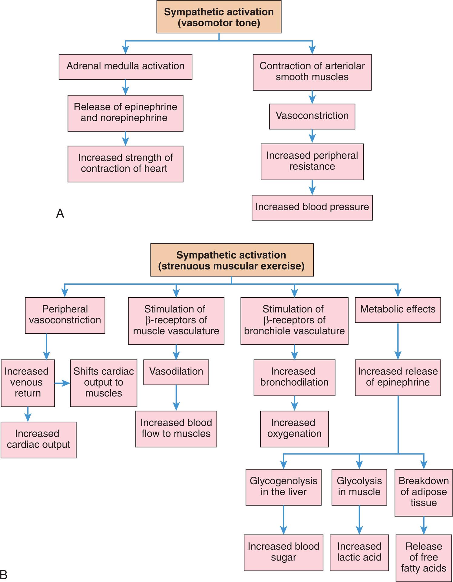 Flowchart A shows the functions of the sympathetic activation (vasomotor tone). • Adrenal medulla activation; release of epinephrine and norepinephrine; and increased strength of contraction of heart. • Contraction of arteriolar smooth muscles; vasoconstriction; increased peripheral resistance; and increased blood pressure. Flowchart B shows the functions of sympathetic activation (strenuous muscular exercise). • Peripheral vasoconstriction; and increased venous return leading to increased cardiac output or shifting of cardiac output to muscles. • Stimulation of beta-receptors of muscle vasculature; vasodilation; and increased blood flow to muscles. • Stimulation of beta-receptors of bronchiole vasculature; and increased bronchodilation; increased oxygenation. • Metabolic effects; and increased release of epinephrine. Increased release of epinephrine leads to the following three responses. • Glycogenolysis in the liver; and increased blood sugar. • Glycolysis in muscle; and increased lactic acid. • Breakdown of adipose tissue; and release of free fatty acids.