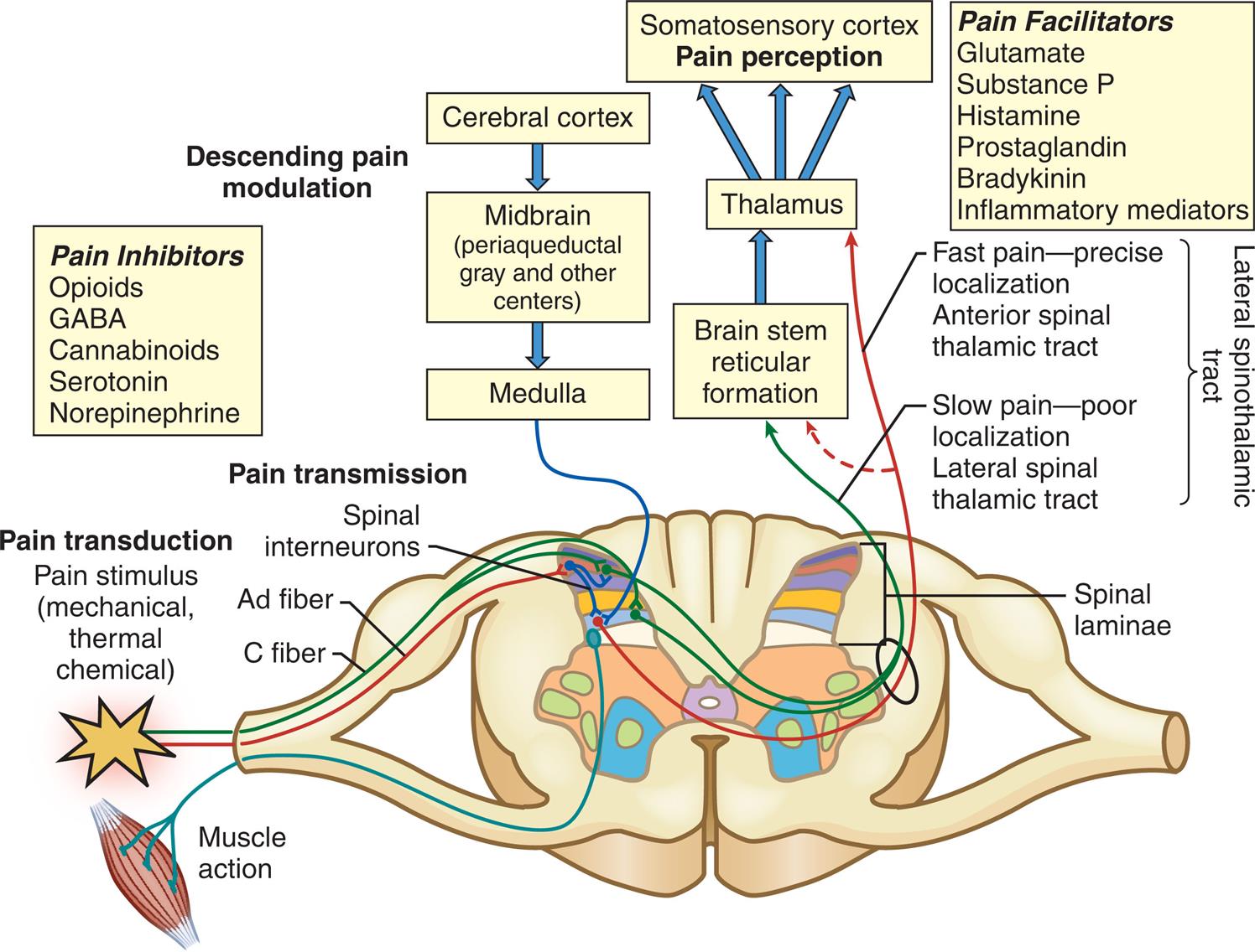 An illustration accompanied by a flow chart depicts the pain pathway involved in pain transduction, pain transmission, and descending pain modulation. The illustration shows the cross-section through the spinal cord with labels as follows. Pain transduction: Pain stimulus (mechanical, thermal chemical); pain transmission: Spinal interneurons, A fiber, C fiber; spinal laminae. The pathway indicates the pain impulses along with the A fiber and C fibers into the dorsal horn by forming synapses with spinal interneurons. The flow chart represents impulse conducted to the somatosensory cortex through brain stem reticular formation and thalamus and the descending pain modulation in the cerebral cortex to form the midbrain (periaqueductal gray and other centers) and medulla. The anterior spinal thalamic tract carries fast pain through A fiber and the lateral spinal thalamic tract carries slow pain through C fiber. The pain inhibitors are opioids, G A B A, cannabinoids, serotonin, and norepinephrine. Pain facilitators are glutamate, substance P, histamine, prostaglandin, bradykinin, and inflammatory mediators.