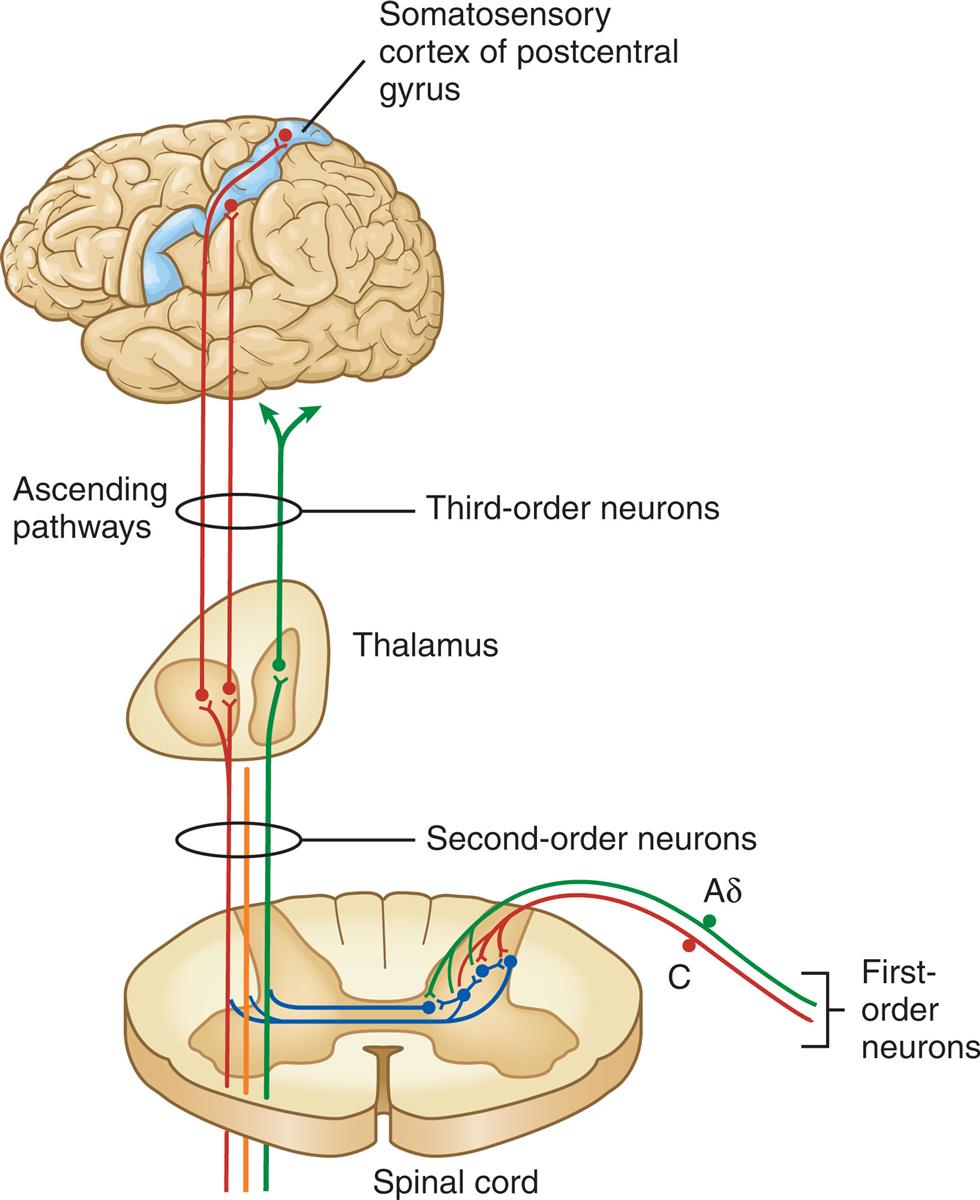 An illustration demonstrates the pathways of nociception involving the first-order, second-order, and third-order neurons that carries action potential from the spinal cord to the somatosensory cortex of postcentral gyrus through the thalamus. The pathway indicates the impulses synapses with a projection of third-order neurons across the midline of the spinal cord, and ascend to the brain through two lateral spinothalamic tracts.