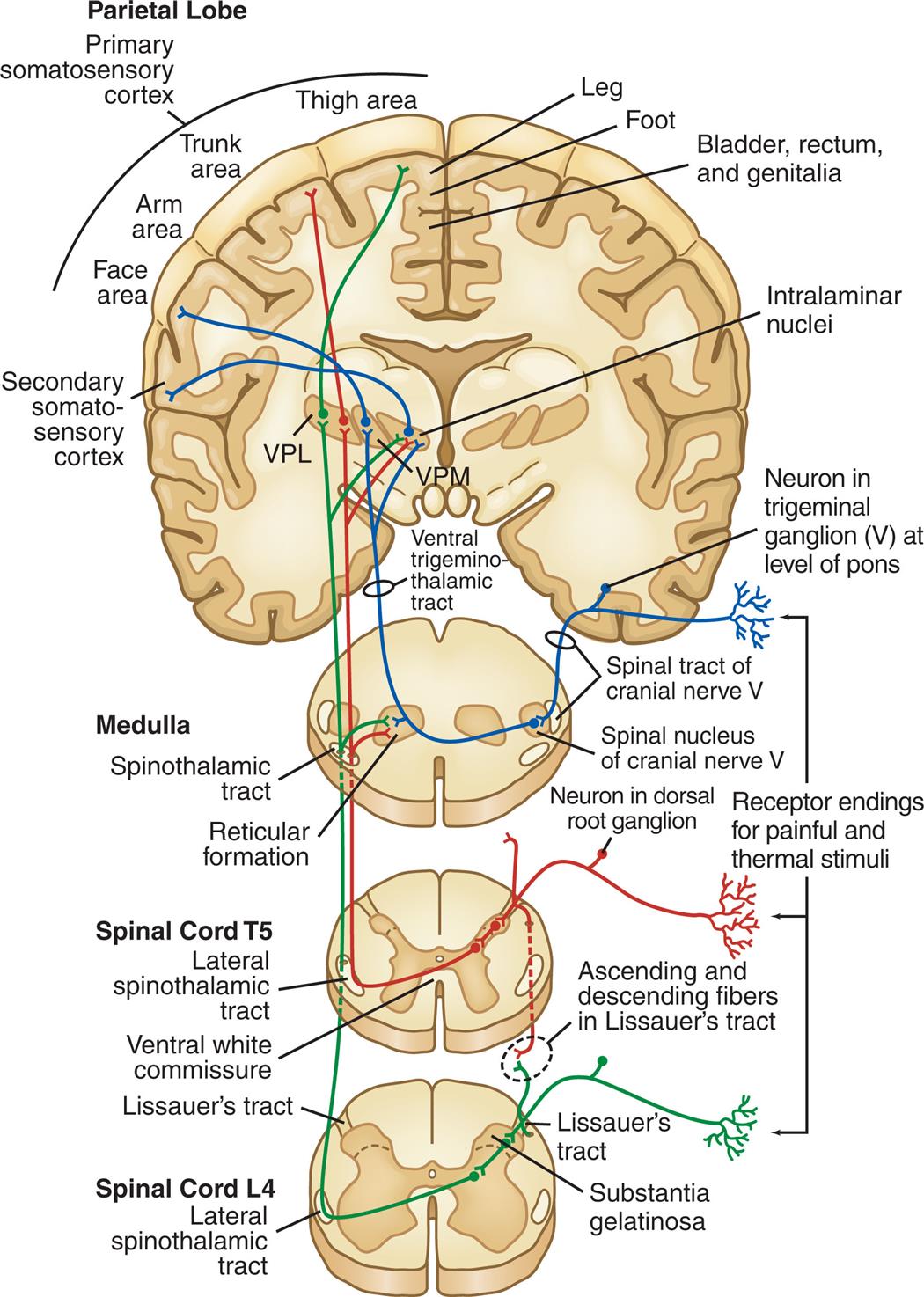 Four series of illustrations depict the central nervous system pathways that mediate sensations of pain and temperature to the primary somatosensory cortex from the spinal cord L 4, spinal cord L 5, and medulla. The illustration of spinal cord L 4 depicts the coronal section of the spinal with labels: lateral spinothalamic tract, substantial gelatinosa, Lissauer's tract. The illustration of spinal cord T 5 depicts the coronal section of the spinal cord with labels: Lateral spinothalamic tract, ventral white commissure, Lissauer's tract, ascending and descending fibers in Lissauer's tract. The illustration of the medulla depicts the coronal section of the spinal cord with labels: Spinothalamic tract, reticular formation, a spinal tract of cranial nerve five, the spinal nucleus of cranial nerve five, a neuron in dorsal root ganglion. The illustration of the parietal lobe depicts the coronal section of the cortex with labels: Primary somatosensory cortex consisting of the face area, arm area, trunk area, thigh area, bladder, rectum and genitalia, leg, foot; secondary somatosensory cortex, ventral trigenmino-thalamic tract, a neuron in trigeminal ganglion five at the level of the pons, intralaminar nuclei. The tracts connect to the reticular formation, hypothalamus, thalamus and limbic system. The impulses are then projected to the somatosensory cortex for interpretation of the location and intensity of the pain and to other areas of the brain for an integrated response to pain.