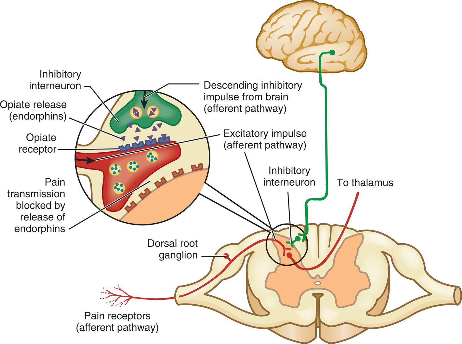 An illustration depicts the descending inhibitory impulse from the brain (efferent pathway) through the thalamus synapses at the inhibitory interneuron in the dorsal ganglion (afferent pathway) along with excitatory impulse (afferent pathway) and stimulates the opiate to release endorphins. The released endorphins activate the opioid receptor which inhibits pain transmission.