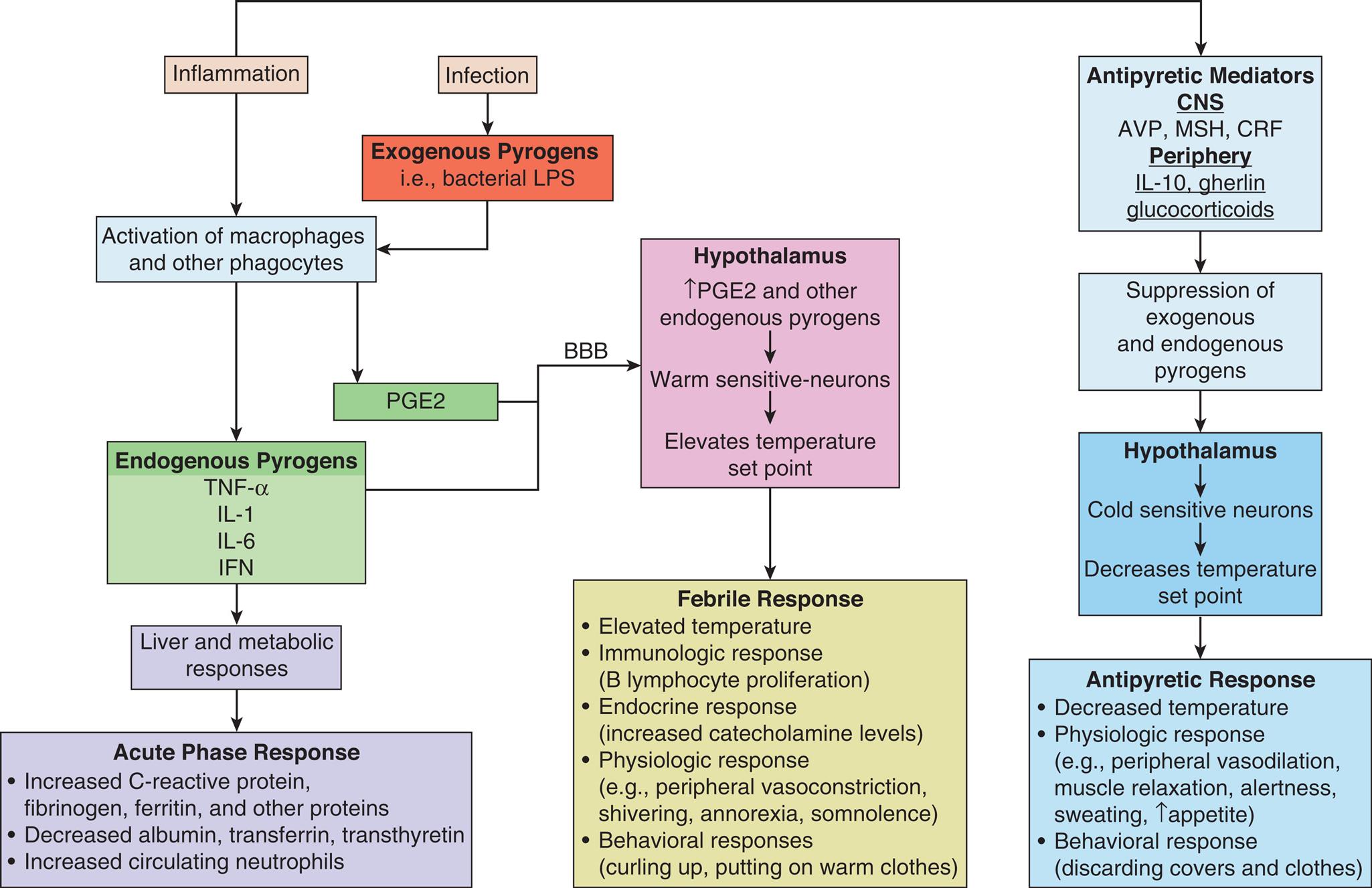 A flow chart represents the pathogenesis of fever and the acute phase response. • The inflammation initiates the activation of macrophages and other phagocytes from endogenous pyrogens such as T N F alpha, I L 1, I L 8, I F N and antipyretic mediators such as A V P, M S H, C R F in C NS and I L 10, ghrelin, glucocorticoids in the periphery leads to suppression of exogenous and endogenous pyrogens that acts on hypothalamus involves in cold-sensitive neurons and decreases temperature set point leading to an antipyretic response. • The inflammation that initiates endogenous pyrogens acts on liver and metabolic responses leads to acute phase response. • The infection initiates the exogenous pyrogens that are bacterial L P S from the activation of macrophages and other phagocytes and P G E 2 which acts on the hypothalamus and increases the P G E G and other endogenous pyrogens, warm-sensitive neurons and elevate temperature set point leading to a febrile response. • The acute phase response initiates an increase in C reactive protein, fibrinogen, ferritin, and other proteins; decreases albumin, transferrin, transthyretin; increases circulating neutrophils. • Febrile response initiates elevated temperature; immunologic response (B lymphocyte proliferation); endocrine response (increased catecholamine levels); physiologic response for example peripheral vasoconstriction, shivering, anorexia, somnolence; behavioral responses (curling up, putting on warm clothes). • Antipyretic responses initiate decreased temperature; physiologic responses for example peripheral vasodilation, muscle relaxation, alertness, sweating, and increase appetite; behavioral response (discarding covers and clothes).