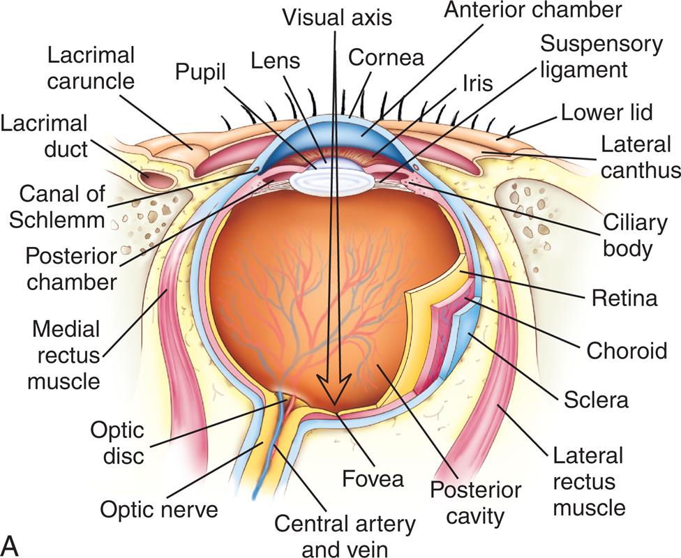 Illustration A depicts the cross-section of the eye with its internal structure labeled clockwise from the left: Visual axis, cornea, anterior chamber, suspensory ligament, lower lid, lateral canthus, ciliary body, retina, choroid, sclera, lateral rectus muscle, posterior cavity, fovea, central artery and vein, optic nerve, optic disc, medial rectus muscle, posterior chamber, the canal of Schlemm, lacrimal duct, lacrimal caruncle, pupil, and lens. Illustration B depicts the enlarged view of the retina with its structure labeled: Pigmented retina consisting of rods and cone; sensory retina consisting of main photoreceptor cells, bipolar cells, ganglion cells, fibers to the optic nerve, amacrine cell, and horizontal cell main.