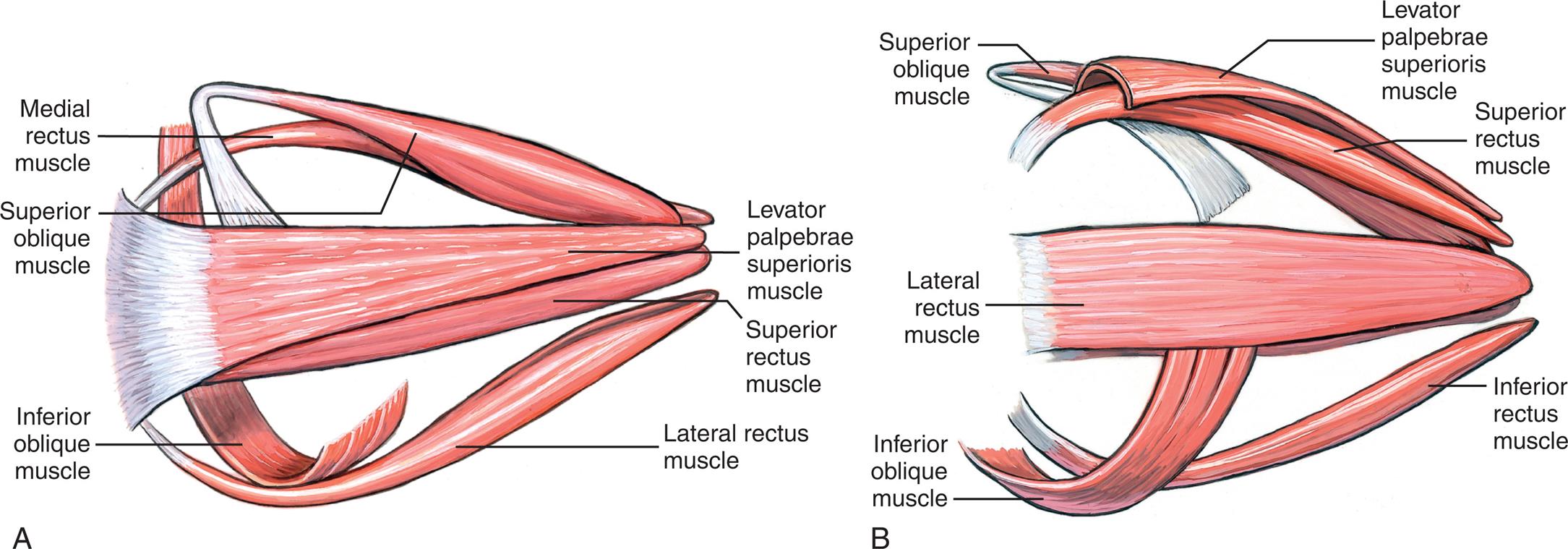 Illustration A depicts the superior view of the extrinsic muscle of the right eye with labels as follows. Medial rectus muscle, superior oblique muscle, inferior oblique muscle, levator palpebrae muscle, superior rectus muscle, and the lateral rectus muscle. Illustration B depicts the lateral view of the extrinsic muscle of the right eye with labels as follows. Superior oblique muscle, lateral rectus muscle, inferior oblique muscle, levator palpebrae superioris muscle, superior rectus muscle, and inferior rectus muscle.