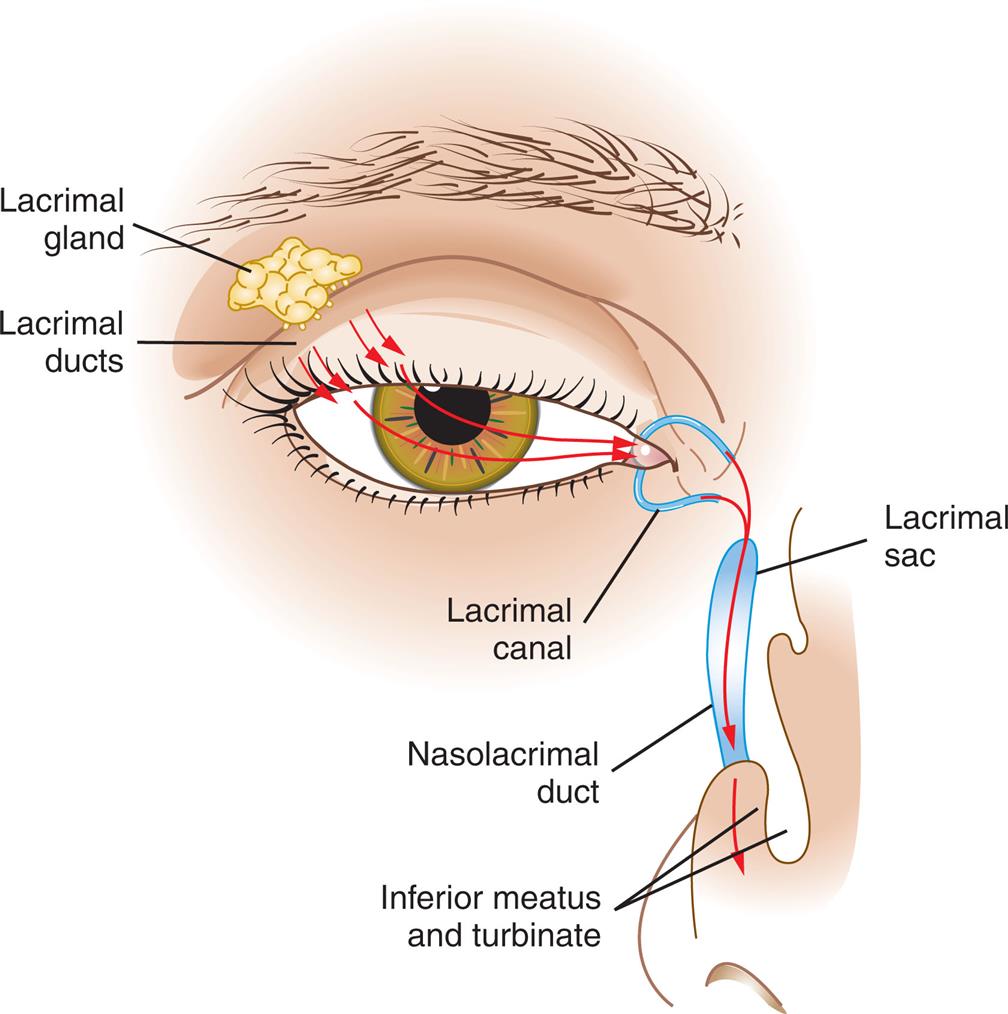 An illustration of the anterior view of an eye depicts the structures labeled within the lacrimal apparatus. The labels are as follows. Lacrimal gland, lacrimal ducts, lacrimal canal, lacrimal sac, nasolacrimal duct, inferior meatus, and turbinate. The arrow marks indicate the pathway of tears from streaming across the eye surface to the nose through the lacrimal canal and nasolacrimal duct.