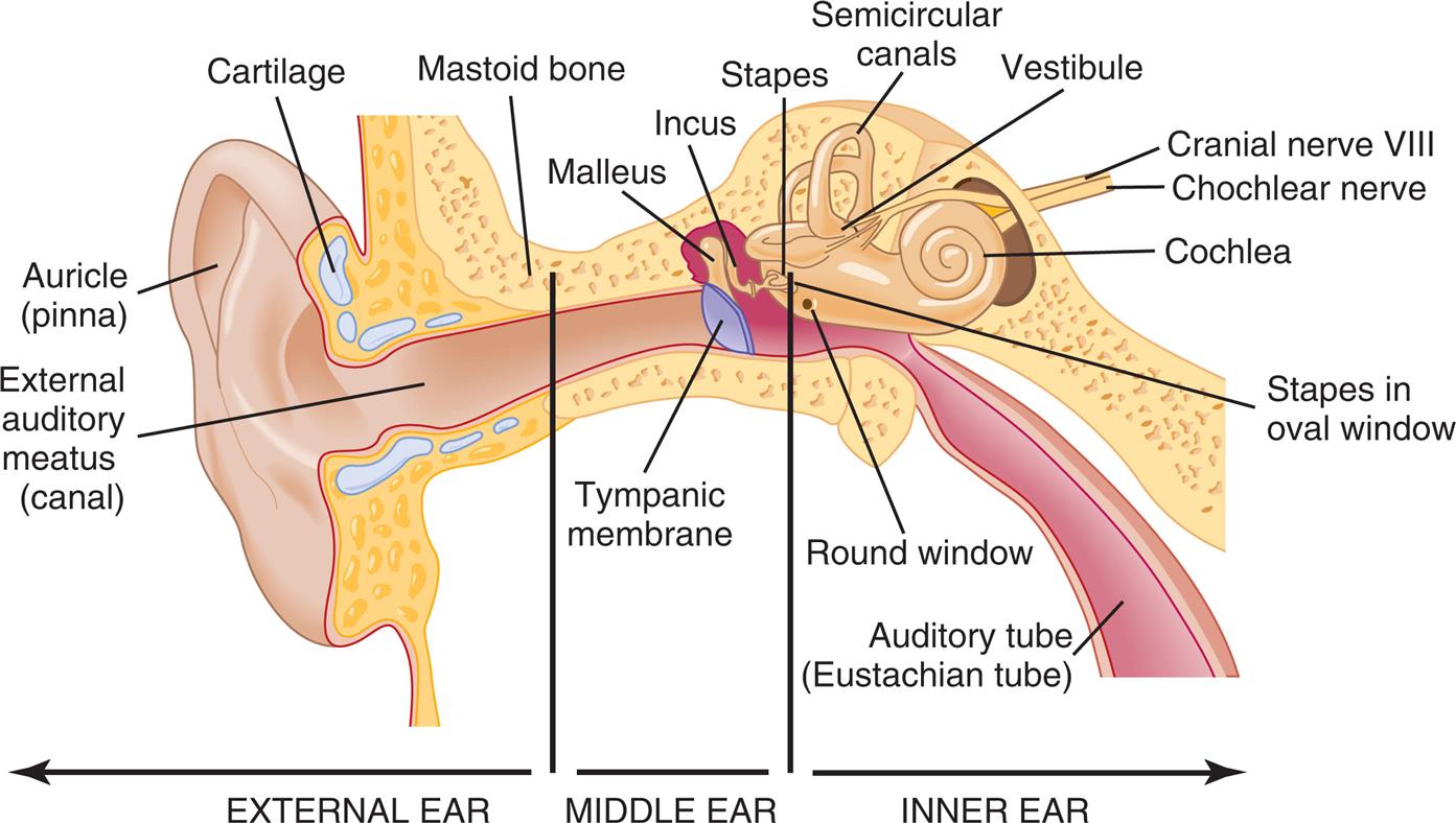 An illustration depicts the cross-section of an ear with its parts labeled as follows. External ear: Mastoid bone, cartilage, auricle or pinna, and external auditory meatus or canal. Middle ear: Malleus, incus, stapes, and tympanic membrane; inner ear: Semicircular canals, vestibule, cranial nerve eight, cochlear nerve, cochlea, stapes in the oval window, round window, and auditory tube or eustachian tube.