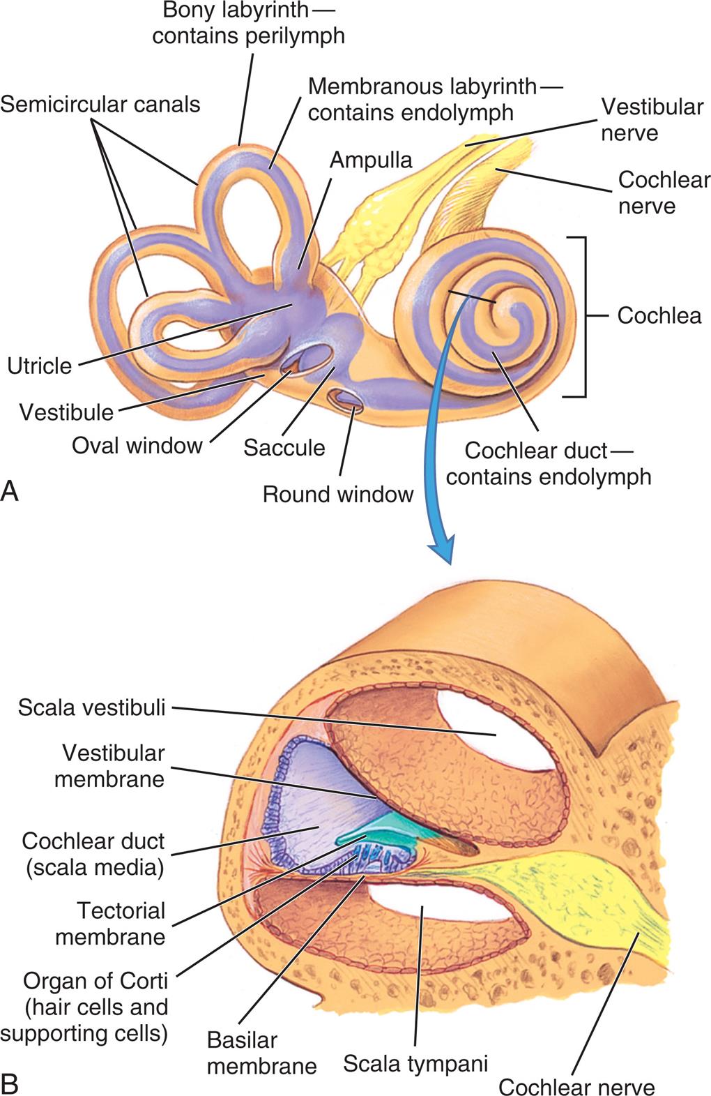 Illustration A depicts the inner ear with its major structures labeled clockwise from the left: Bony labyrinth contains perilymph, membranous labyrinth containing endolymph, ampulla, vestibular nerve, cochlea, cochlear duct containing endolymph, round window, saccule, oval window, vestibule, utricle, and semicircular canals. Illustration B depicts the enlarged view of a section of the cochlea with its structure labeled: Scala vestibuli, vestibular membrane, cochlear duct or Scala media, tectorial membrane, organ of Corti or hairs cells and supporting cells, basilar membrane, Scala tympani, and cochlear nerve.