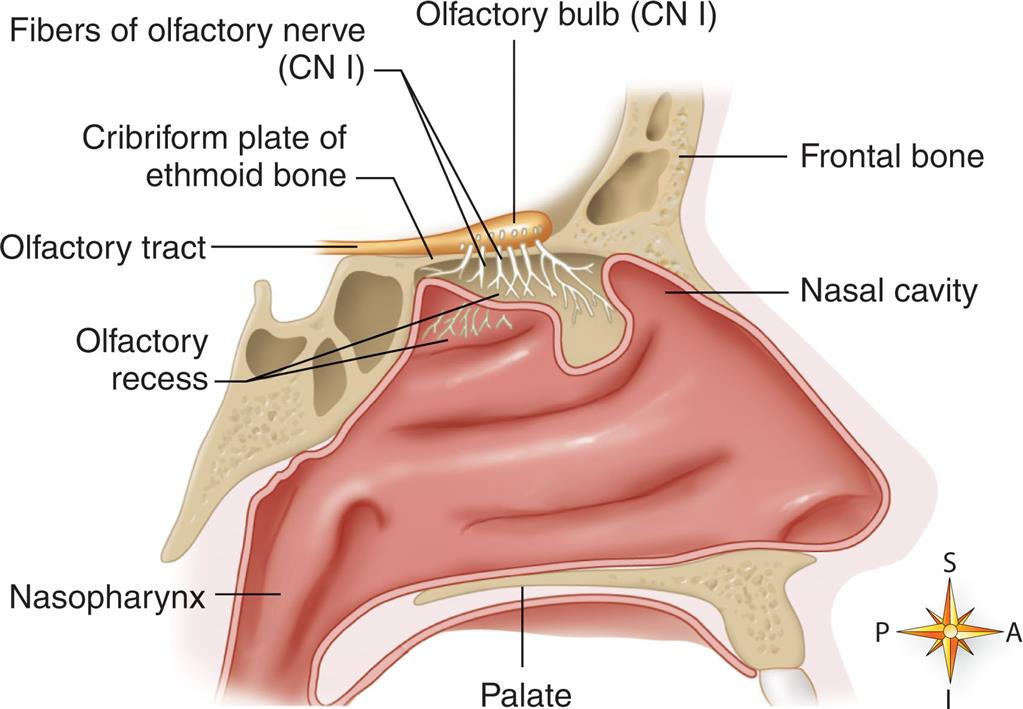 An illustration depicts the midsagittal section of the nasal area with the major olfactory sensory structures labeled clockwise from the left: Olfactory bulb (CN 1), fibers of the olfactory nerve (C N 1), cribriform plate of the ethmoid bone, olfactory tract, olfactory recess, nasopharynx, palate, nasal cavity, and frontal bone.