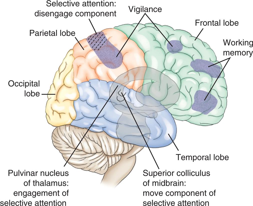 An illustration of the right lateral view of the brain shows and labels the following structures, clockwise from the top: vigilance, frontal lobe, working memory, temporal lobe, superior colliculus of midbrain (move component of selective attention), pulvinar nucleus of thalamus (engagement of selective attention), occipital lobe, parietal lobe, and selective attention (disengage component).