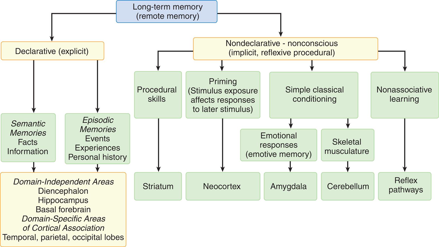 A hierarchy diagram represents the types of memory and associated brain systems. Long-term memory (remote memory) is one of the following two types. • Declarative (explicit). • Nondeclarative - nonconscious (implicit, reflexive procedural). Declarative (explicit) memory stores the following two types of data. • Semantic, memories, facts, information. • Episodic, memories, events, experiences, personal history. The brain systems associated with both types of data are as follows: domain-independent areas, diencephalon, hippocampus, basal forebrain, domain-specific areas of cortical association, and temporal, parietal, and occipital lobes. Nondeclarative - nonconscious (implicit, reflexive procedural) memory stores the following types of data. • Procedural skills (associated with striatum). • Priming (stimulus exposure affects responses to later stimulus) (associated with neocortex). • Simple classical conditioning (emotional responses or emotive memory; skeletal musculature). • Nonassociative learning (associated with reflex pathways). Emotional responses are associated with the amygdala. Skeletal musculature is associated with cerebellum.