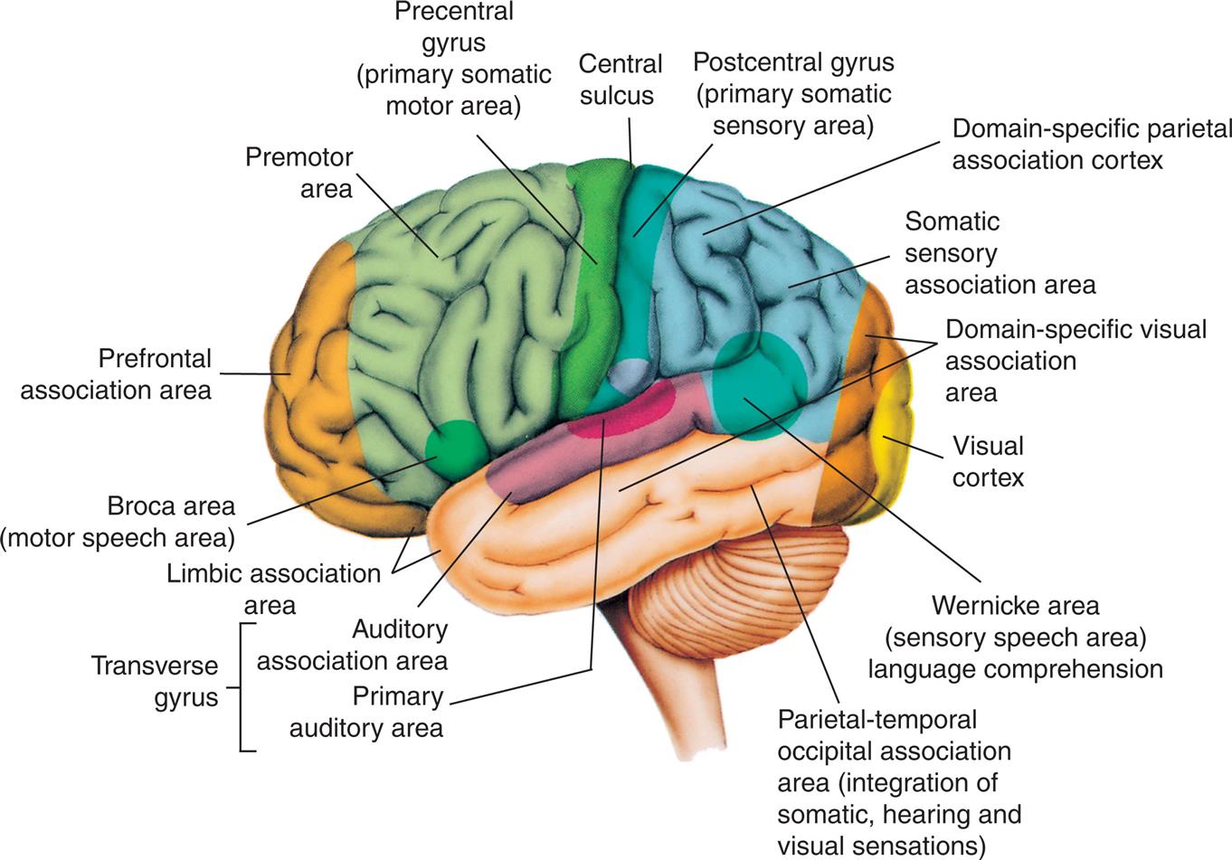 An illustration of the left lateral view of the brain highlights the cortical areas of the left (dominant) hemisphere. The followings structures on the brain are labels, from the forebrain to the hindbrain: Broca area (motor speech area), prefrontal association area, premotor area, precentral gyrus (primary somatic motor area), central sulcus, postcentral gyrus (primary somatic sensory area), domain-specific parietal association cortex, somatic sensory association area, domain-specific visual association area, visual cortex, Wernicke area (sensory speech area) language comprehension, parietal-temporal occipital association area (integration of somatic, hearing, and visual sensations), transverse gyrus (auditory association area, primary auditory area), and limbic association area.