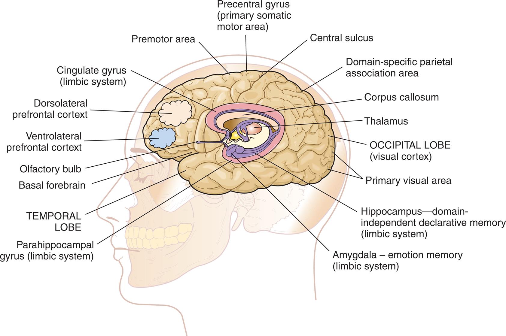 An illustration of the left lateral view of the brain in a person’s head shows and labels the following structures, from the forebrain to the hindbrain: olfactory bulb, ventrolateral prefrontal cortex, dorsolateral prefrontal cortex, cingulate gyrus (limbic system), premotor area, precentral gyrus (primary somatic motor area), central sulcus, domain-specific parietal association area, corpus callosum, thalamus, occipital lobe (visual cortex), primary visual area, hippocampus-domain-independent declarative memory (limbic system), amygdala - emotion memory (limbic system), parahippocampal gyrus (limbic system), and temporal lobe.