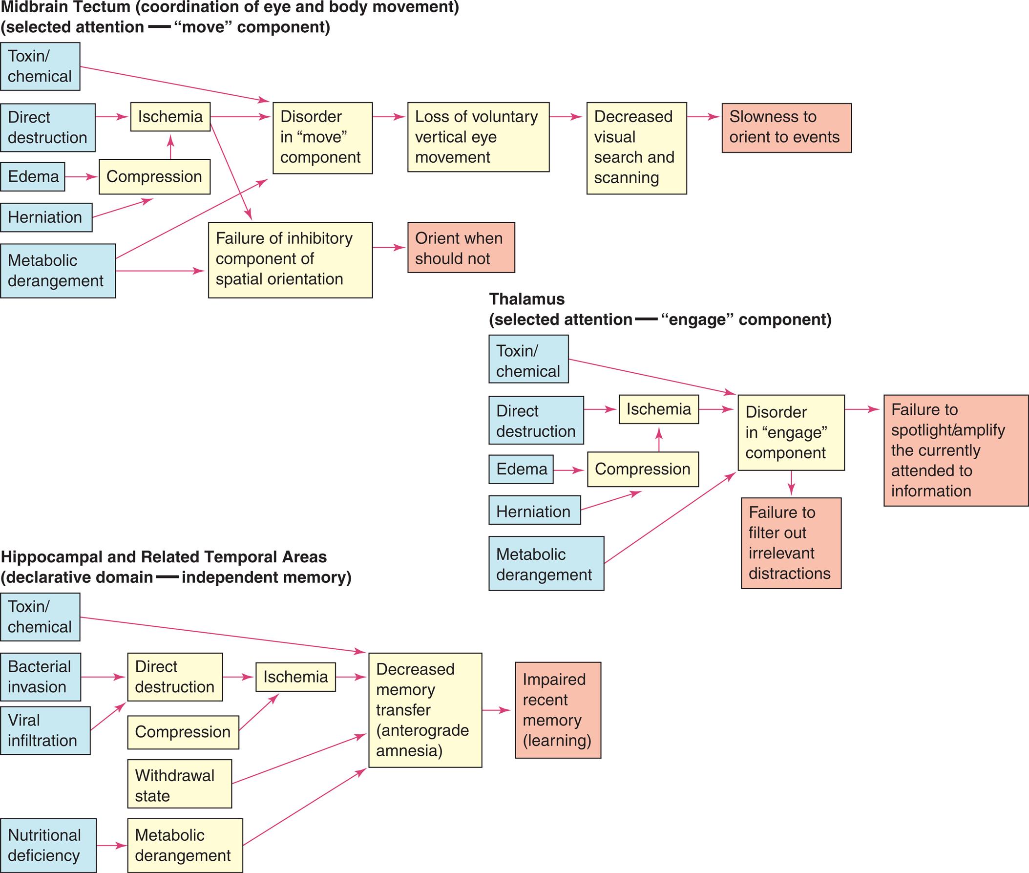 Three flowcharts show cognitive network deficits. Top panel, midbrain tectum (coordination of eye and body movement) (selected attention -move component). The pathways in the flowchart are as follows. 1. Toxin or chemical. Leads to 8. 2. Direct destruction. Leads to 6. 3. Edema. Leads to 7. 4. Herniation. Leads to 7. 5. Metabolic derangement. Leads to 8. 6. Ischemia. Leads to 8. 7. Compression. 8. Disorder in move component. Leads to 10. 9. Failure of inhibitory component of spatial orientation. Leads to 11. 10. Loss of voluntary vertical eye movement. Leads to 12. 11. Orient when should not. 12. Decreased visual search and scanning. Leads to 13. 13. Slowness to orient to events. Middle panel, thalamus (selected attention-engage component). The pathways in the flowchart are as follows. 1. Toxin or chemical. Leads to 8. 2. Direct destruction. Leads to 6. 3. Edema. Leads to 7. 4. Herniation. Leads to 7. 5. Metabolic derangement. Leads to 8. 6. Ischemia. Leads to 8. 7. Compression. 8. Disorder in engage component. Leads to 9 and 10. 9. Failure to spotlight or amplify the currently attended to information. 10. Failure to filter out irrelevant distractions. Bottom panel, hippocampal and related temporal areas (declarative domain-independent memory). The pathways in the flowchart are as follows. 1. Toxin or chemical. Leads to 10. 2. Bacterial invasion. Leads to 5. 3. Viral infiltration. Leads to 5. 4. Nutritional deficiency. Leads to 8. 5. irect destruction. Leads to 9. 6. Compression. Leads to 9. 7. Withdrawal state. Leads to 10. 8. Metabolic derangement. Leads to 10. 9. Ischemia. Leads to 10. 10. Decreased memory transfer (anterograde amnesia). Leads to 11. 11. Impaired recent memory (learning). Two flowcharts show cognitive network deficits. Top panel, cortical association areas (selective attention, disengage components, declarative domain-specific memory). The pathways in the flowchart are as follows. 1. Direct destruction. Leads to 5. 2. Compression. Leads to 5. 3. Metabolic derangement. Leads to 7. 4. Drug effect. Leads to 3. 5. Ischemia. Leads to 6 and 7. 6. Decreased parietal lobe function. Leads to 8. 7. Decreased cortical association area function. Leads to 9. 8. Disorder disengagement mechanism. Leads to 10 and 11. 9. Impaired remote memory formation and retrieval (retrograde amnesia). 10. Delay in reaction time. 11. Sensory inattentiveness. Bottom panel, frontal areas (vigilance, detection, working memory). The pathways in the flowchart are as follows. 1. Direct destruction. Leads to 7. 2. Compression. Leads to 7. 3. Withdrawal state. Leads to 8. 4. Metabolic derangement. Leads to 8, 11, and 12. 5. Sedative drugs. Leads to 4. 6. Other drug effects. Leads to 4. 7. Ischemia. Leads to 10, 11, and 12. 8. Disinhibition of prefrontal areas. Leads to 10. 9. Preestablished preferences. Leads to 13. 10. Decreased vigilance. Leads to 15. 11. Decreased detection. Leads to 17 and 18. 12. Decreased working memory. Leads to 21, 22, and 23. 13. Impaired cue utilization. Leads to 14. 14. Self-monitoring deficit. Leads to 24. 15. Decreased search and scanning. Leads to 16. 16. Accidents and safety issues. 17. Motivation deficit. Lead to 18 and 19. 18. Lack of initiative. 19. Apathy. 20. Lack of emotional tone. 21. Goal selection or goal development deficit. Leads to 25. 22. Planning deficit. Leads to 26 and 30. 23. Programming deficit. Leads to 27, 28, and 29. 24. Overestimation of self-performance. 25. Indecisiveness. 26. Failure to act in accord with stated goal. Leads to 31. 27. Inability to initiate activity. 28. Inability to maintain activity. Leads to 32, 33, and 34. 29. Inability to discontinue activity. Leads to 34. 30. Inability to use feedback. Leads to 35 and 36. 31. Impulsiveness. 32. Sequencing problems. 33. Discontinuity of motor movement. 34. Motor preservation. 35. Loose-stay errors. 36. Inability to shift response.