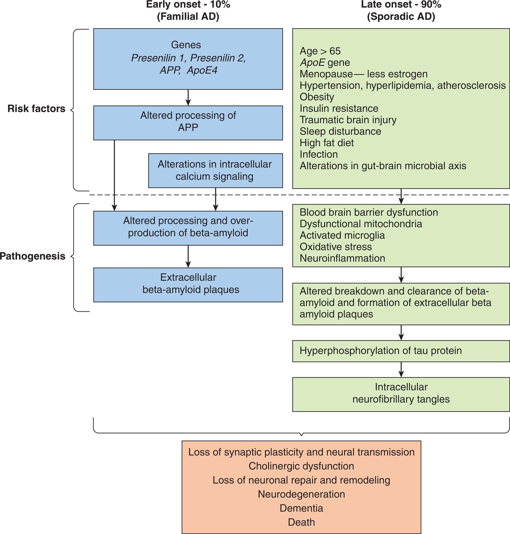 Two flowcharts show the proposed factors and pathogenesis of Alzheimer’s disease. The flowchart on the left shows data for early onset, 10 percent (familial A D). 1. Risk factors: Genes, presenilin 1, presenilin 2, A P P, A p o E 4. 2. Risk factors: Altered processing of A P P. 3. Risk factors: Alterations in intracellular calcium signaling. 4. Pathogenesis: Altered processing and over-production of beta-amyloid. 5. Pathogenesis: Extracellular beta-amyloid plaques. The flowchart on the right shows data for late onset, 90 percent (sporadic A D). 1. Risk factors: age greater than 65. A p E gene; menopause-less estrogen; hypertension, hyperlipidemia, atherosclerosis; obesity; insulin resistance; traumatic brain injury; sleep disturbance; high fat diet; infection; alterations in gut-brain microbial axis. 2. Pathogenesis: blood brain barrier dysfunction; dysfunctional mitochondria; activated microglia; oxidative stress; neuroinflammation. 3. Pathogenesis: altered breakdown and clearance of beta-amyloid and formation of extracellular beta amyloid plaques. 4. Hyperphosphorylation and tau protein. 5. Intracellular neurofibrillary tangles. Both types of onsets of the disease result in the following manifestations. • Loss of synaptic plasticity and neural transmission. • Cholinergic dysfunction. • Loss of neuronal repair and remodeling. • Neurodegeneration. • Dementia. • Death.